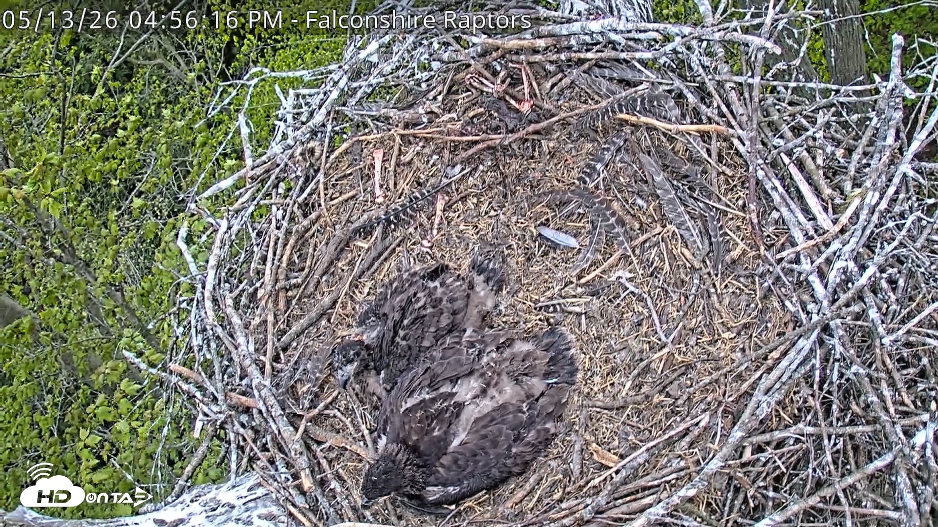 Snapshot of West Michigan Eagles Nest Live Cam taken May 13, 2026, 4:58pm EDT