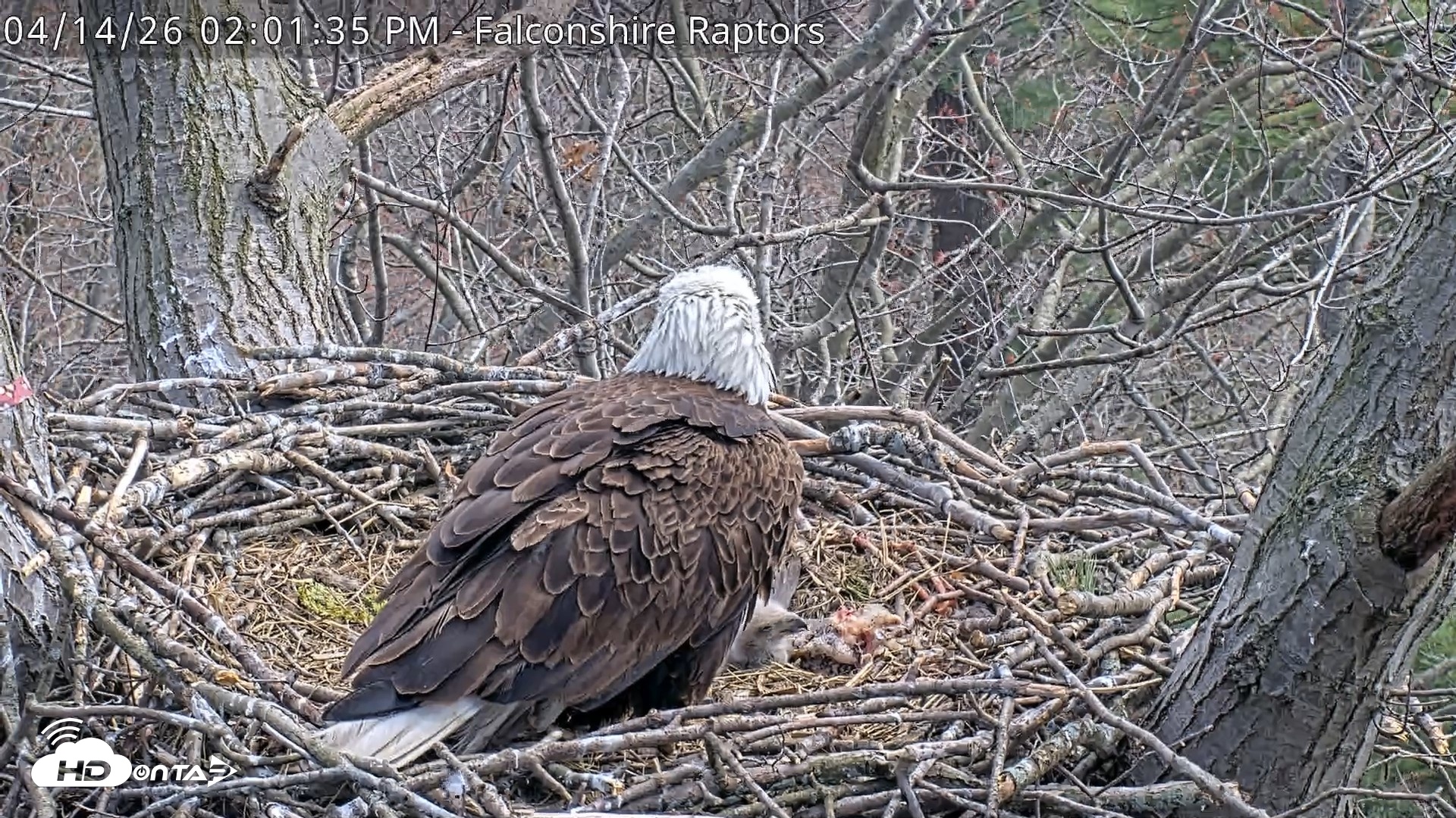 Snapshot of West Michigan Eagles Nest Live Cam taken Apr 14, 2026, 2:02pm EDT