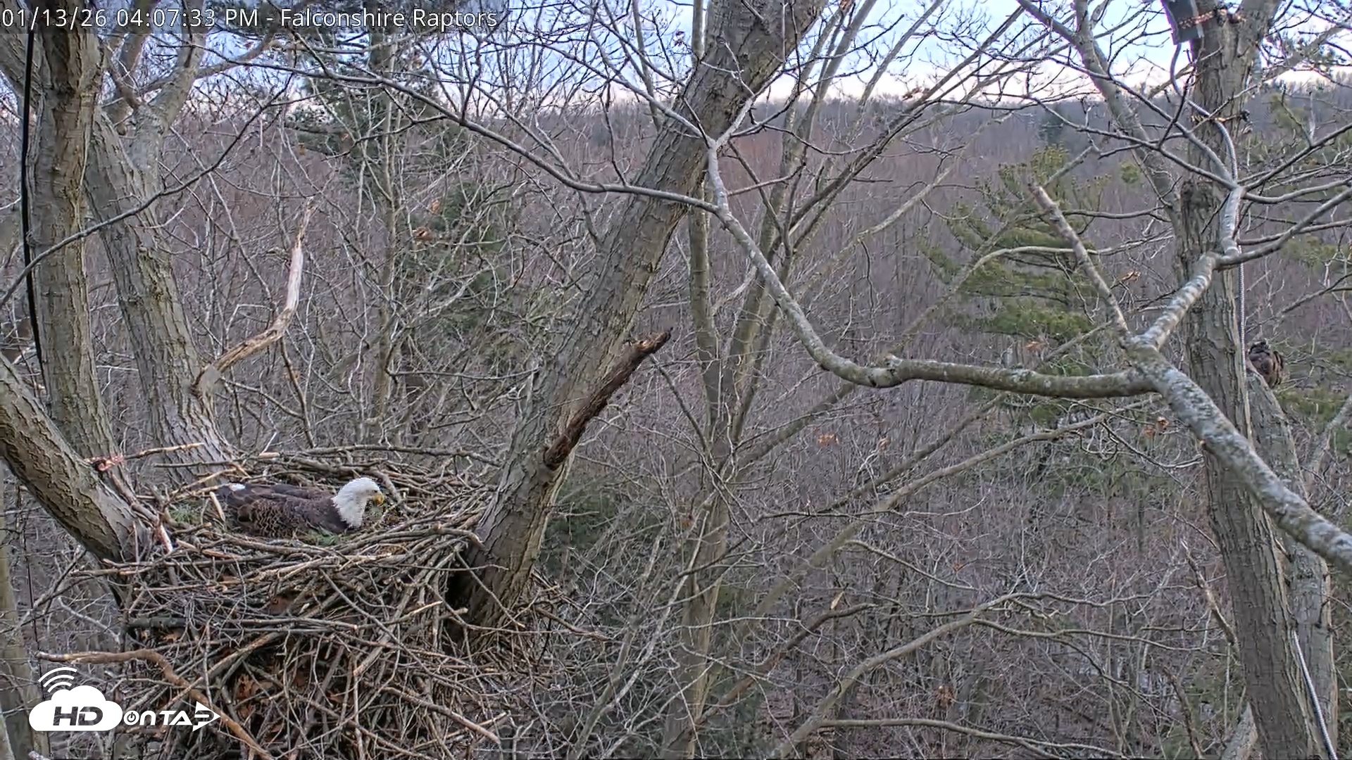 Snapshot of West Michigan Eagles Nest Live Cam taken Jan 13, 2026, 4:08pm EST