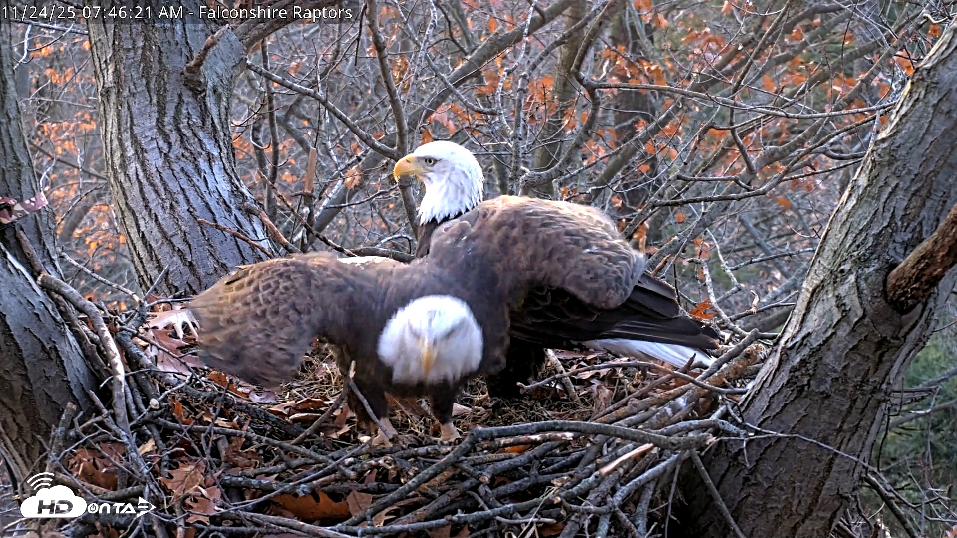 Snapshot of West Michigan Eagles Nest Live Cam taken Nov 24, 2025, 7:38am EST