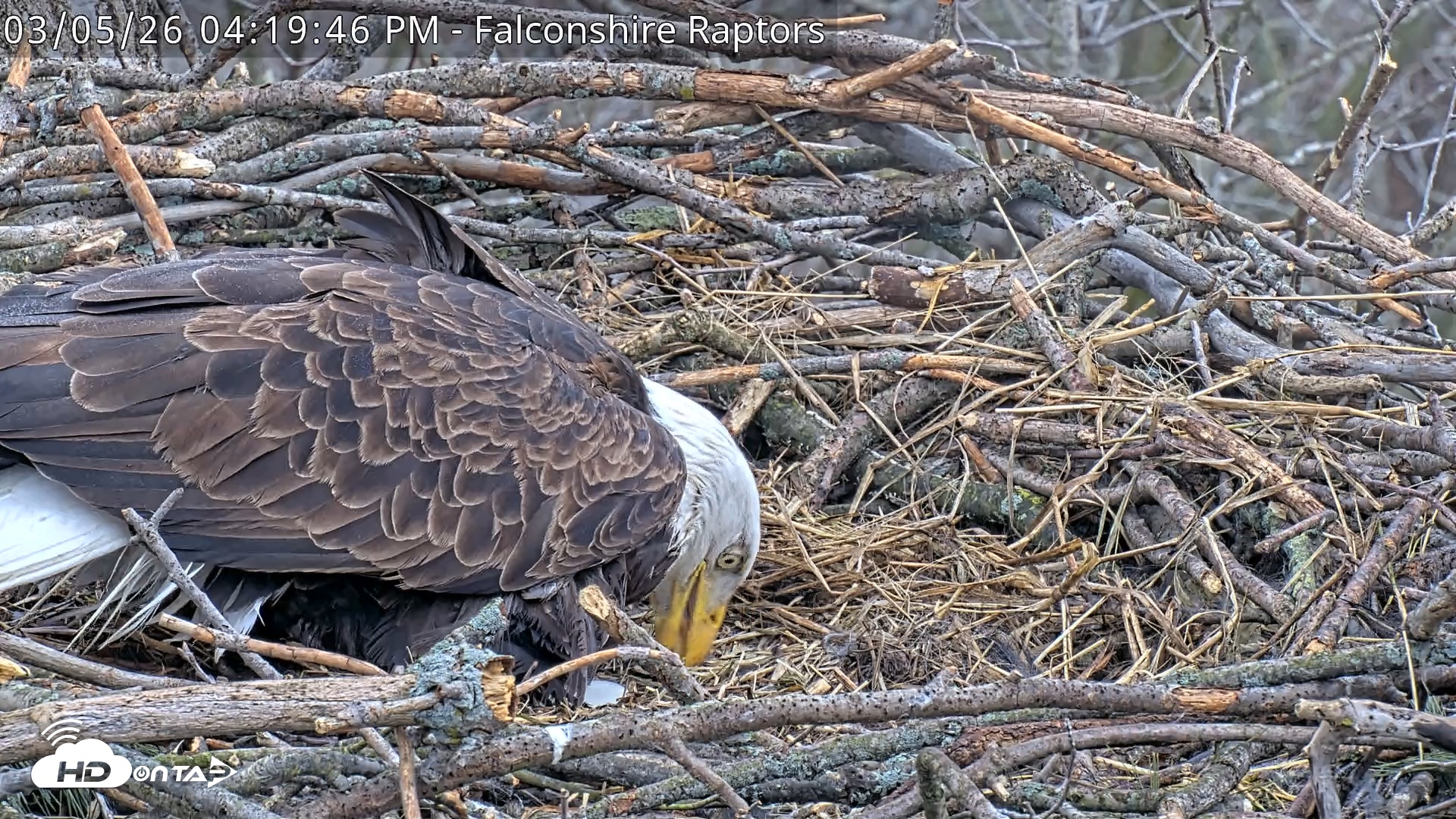 Snapshot of West Michigan Eagles Nest Live Cam taken Mar 5, 2026, 4:20pm EST