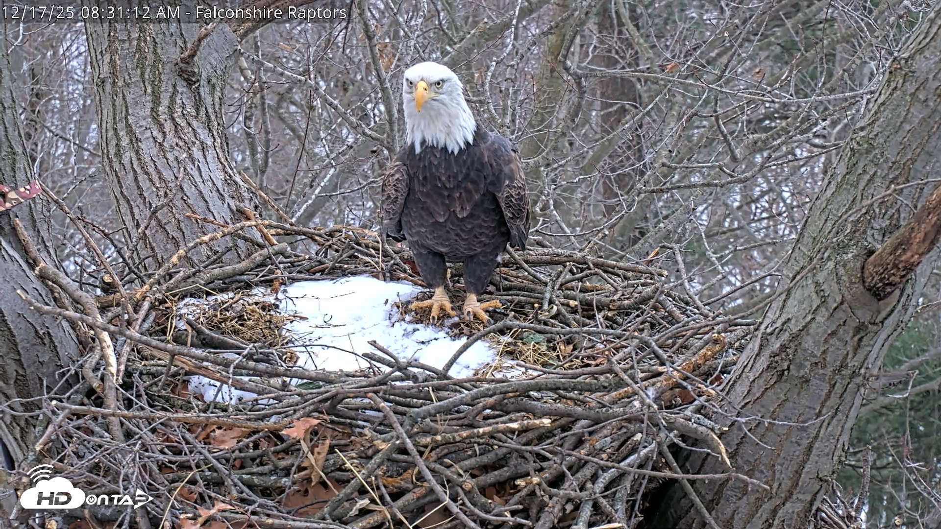 Snapshot of West Michigan Eagles Nest Live Cam taken Dec 17, 2025, 8:32am EST