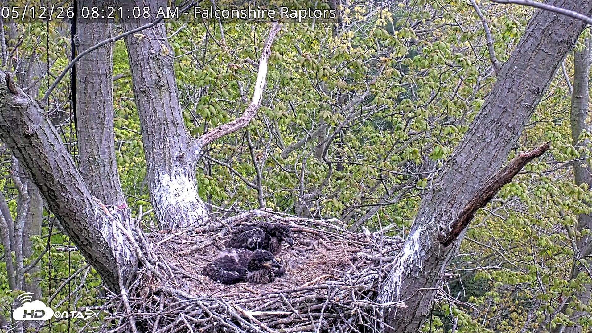 Snapshot of West Michigan Eagles Nest Live Cam taken May 12, 2026, 8:22am EDT