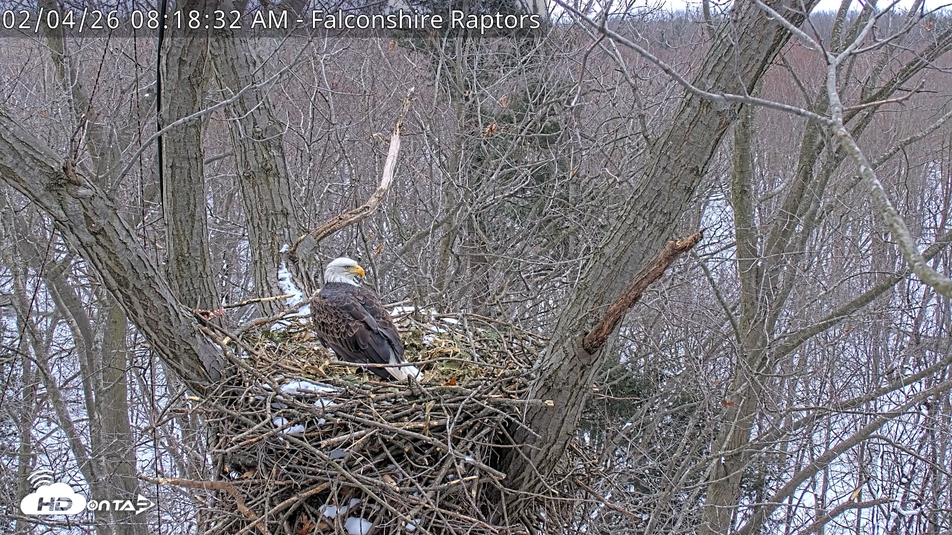 Snapshot of West Michigan Eagles Nest Live Cam taken Feb 4, 2026, 8:19am EST