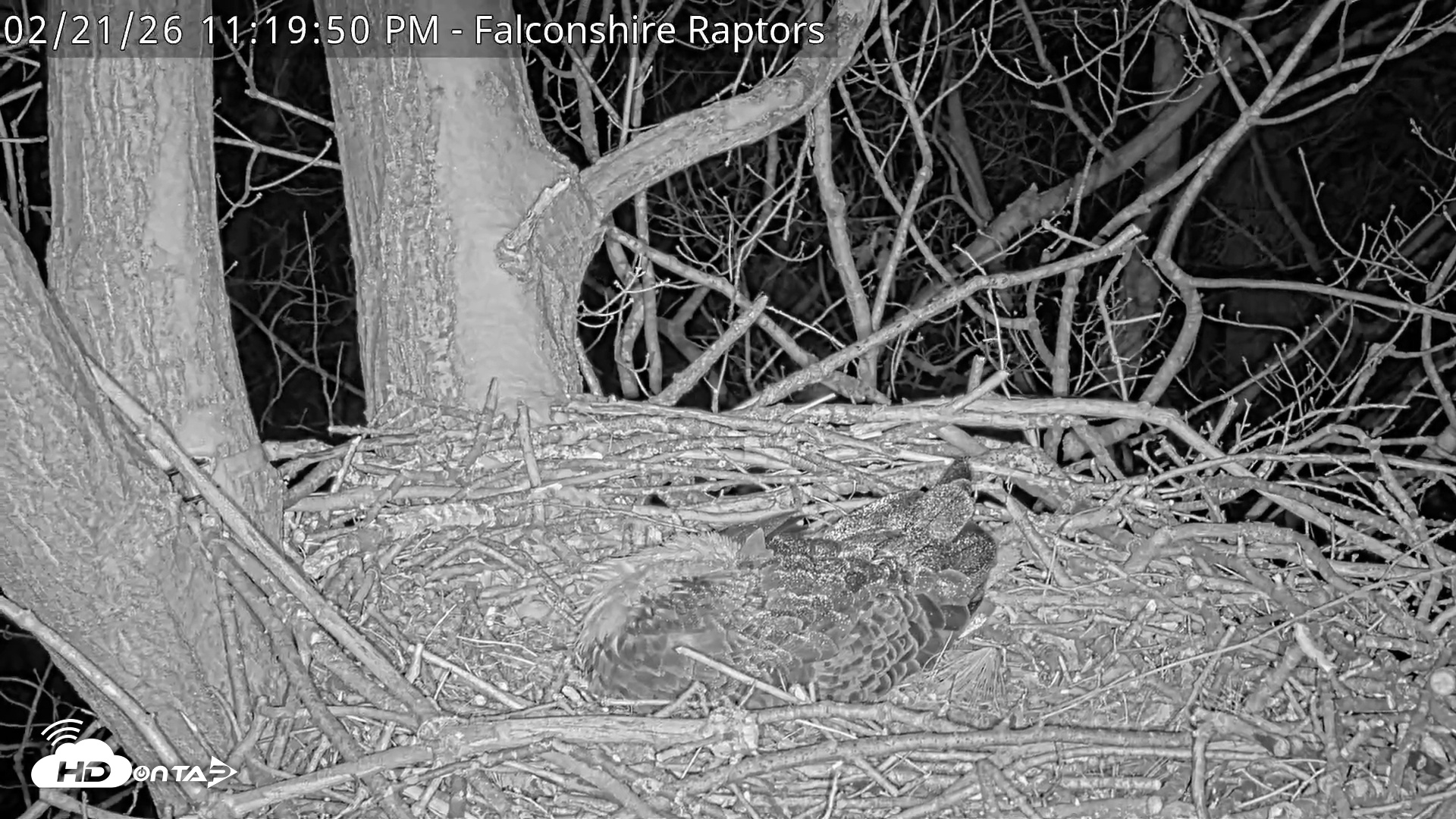 Snapshot of West Michigan Eagles Nest Live Cam taken Feb 21, 2026, 11:20pm EST