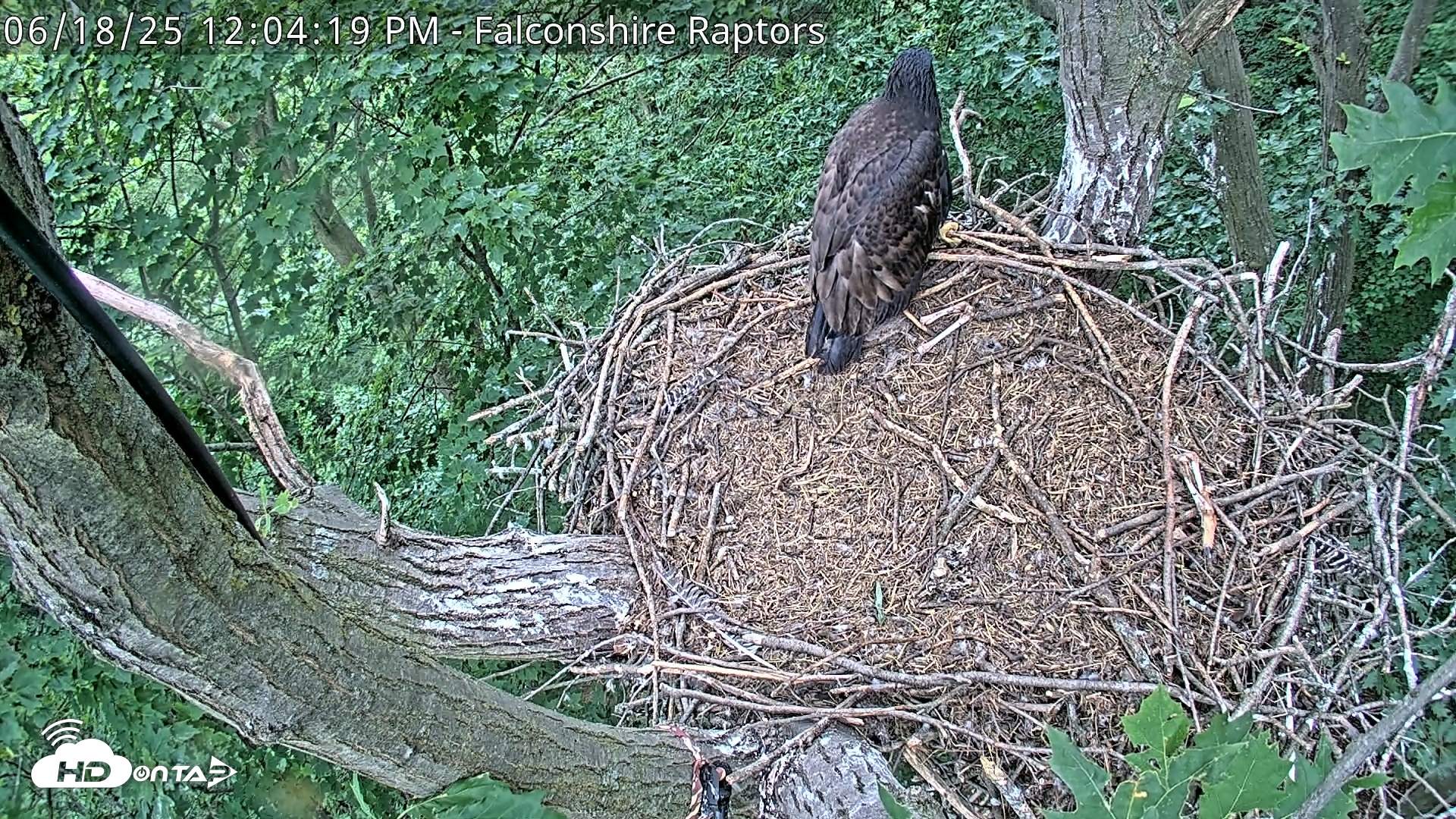 Snapshot of West Michigan Eagles Nest Live Cam taken Jun 18, 2025, 12:05pm EDT