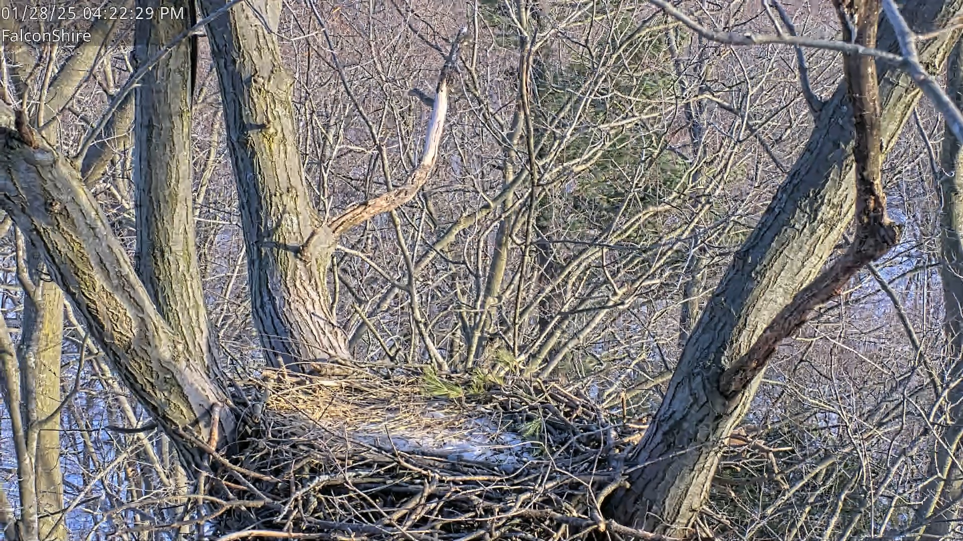Snapshot of West Michigan Eagles Nest Live Cam taken Jan 28, 2025, 4:18pm EST