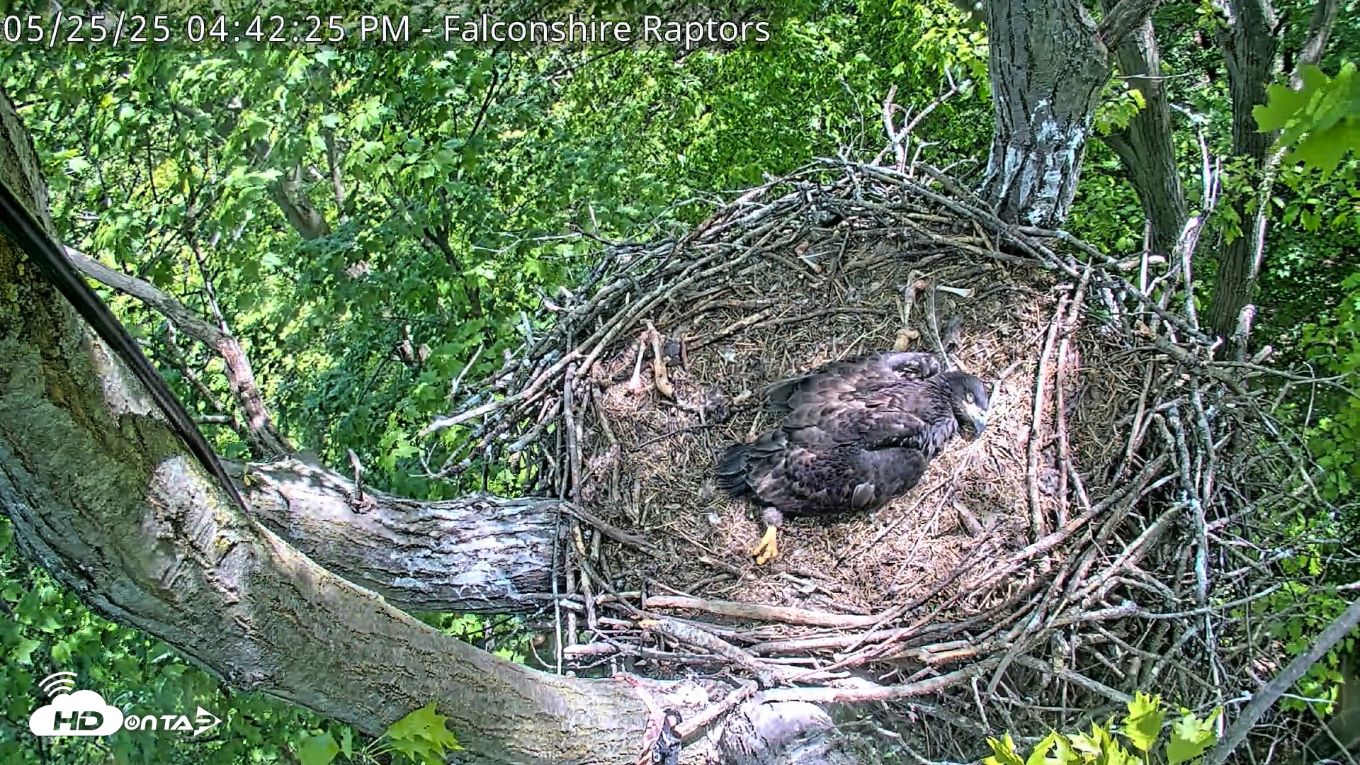 Snapshot of West Michigan Eagles Nest Live Cam taken May 25, 2025, 4:43pm EDT