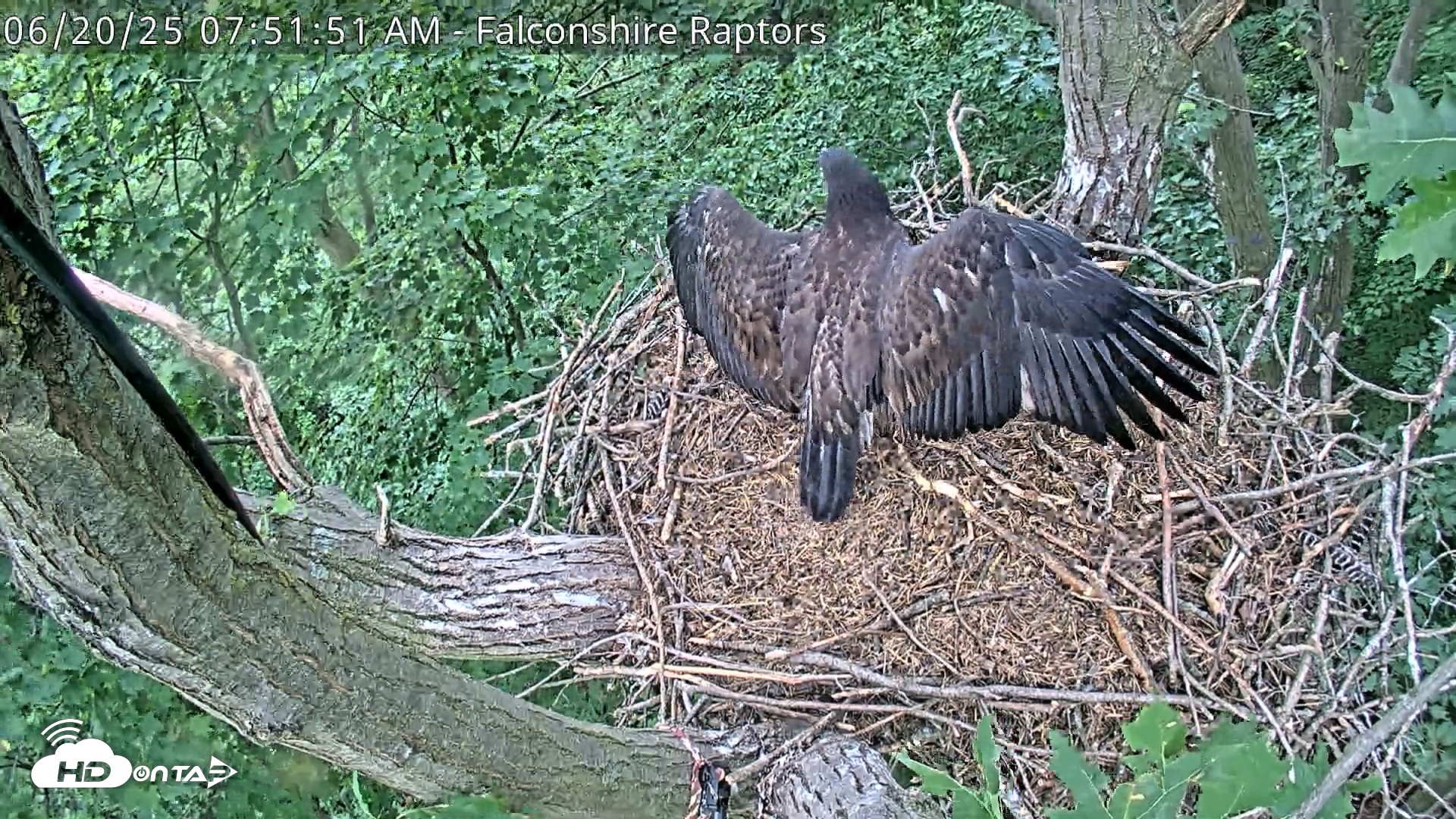 Snapshot of West Michigan Eagles Nest Live Cam taken Jun 20, 2025, 7:53am EDT