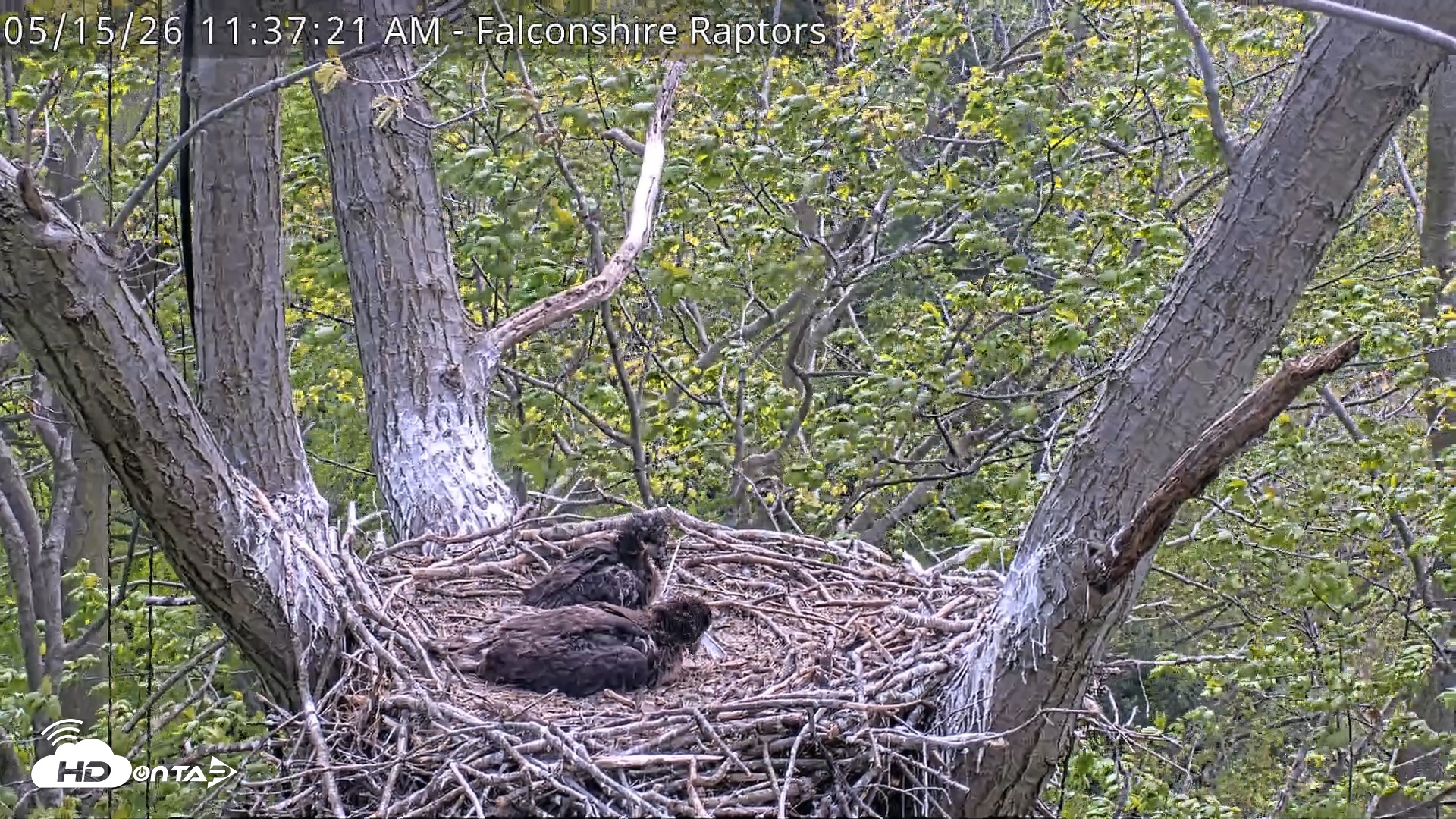 Snapshot of West Michigan Eagles Nest Live Cam taken May 15, 2026, 11:38am EDT