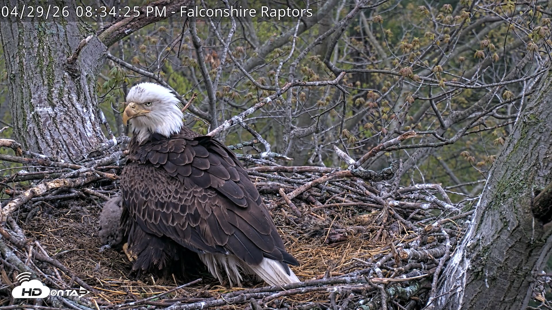 Snapshot of West Michigan Eagles Nest Live Cam taken Apr 29, 2026, 8:35pm EDT