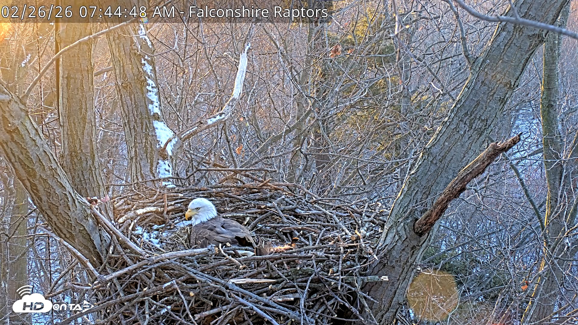 Snapshot of West Michigan Eagles Nest Live Cam taken Feb 26, 2026, 7:45am EST