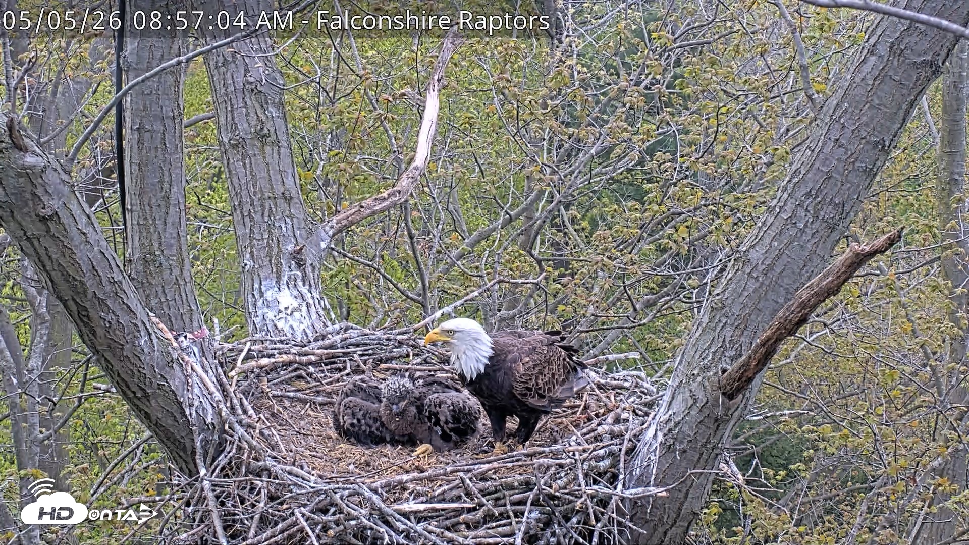 Snapshot of West Michigan Eagles Nest Live Cam taken May 5, 2026, 8:57am EDT