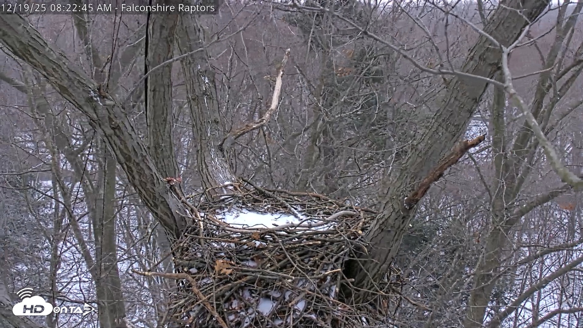 Snapshot of West Michigan Eagles Nest Live Cam taken Dec 19, 2025, 8:23am EST