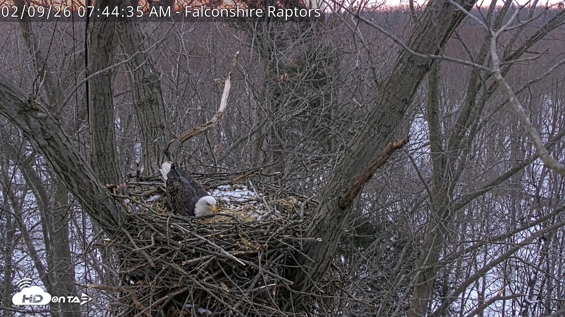 Snapshot of West Michigan Eagles Nest Live Cam taken Feb 9, 2026, 7:45am EST