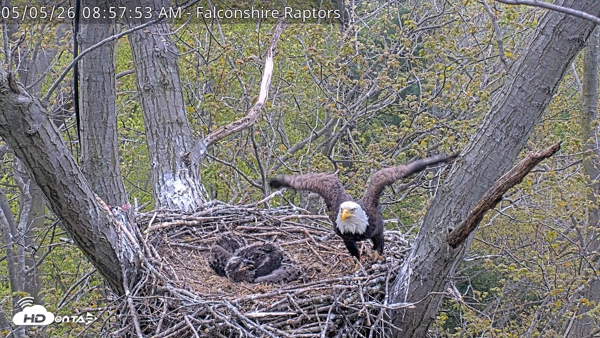Snapshot of West Michigan Eagles Nest Live Cam taken May 5, 2026, 8:58am EDT