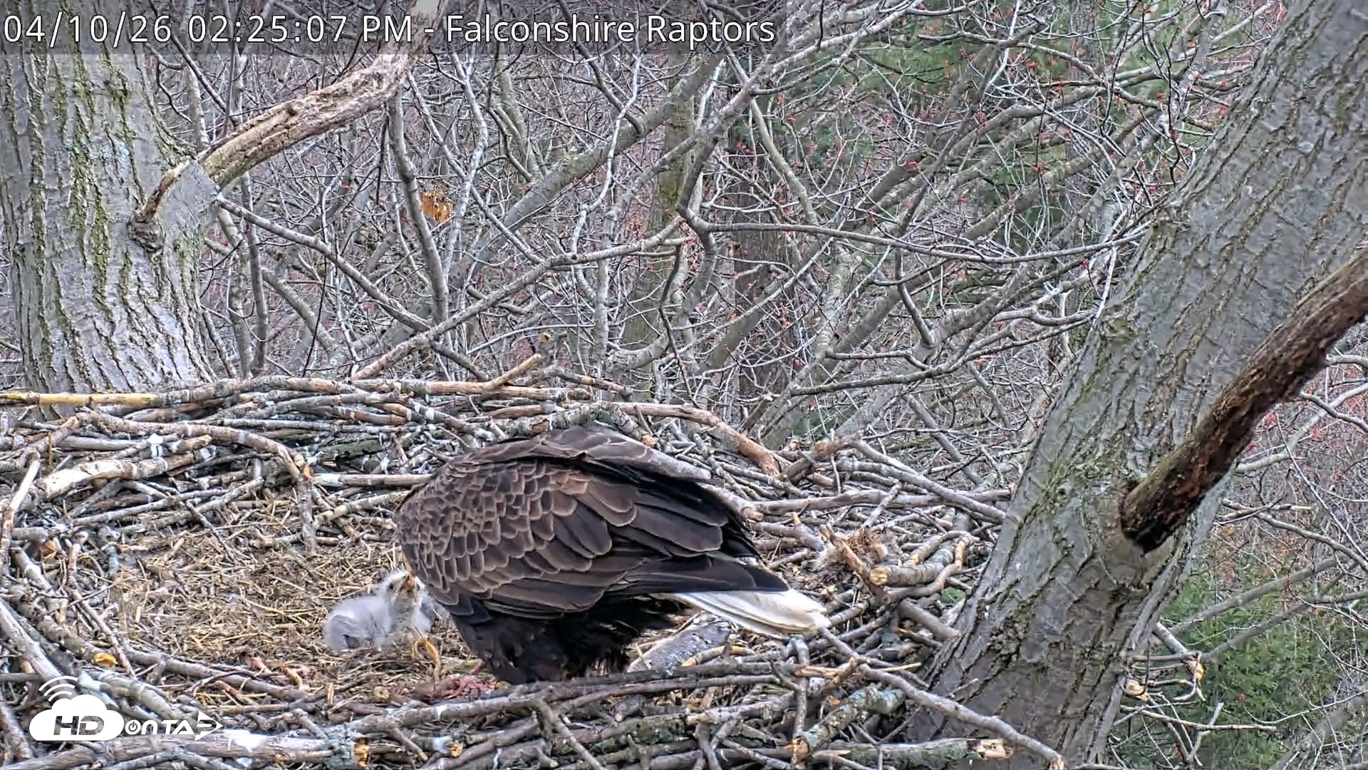 Snapshot of West Michigan Eagles Nest Live Cam taken Apr 10, 2026, 2:26pm EDT