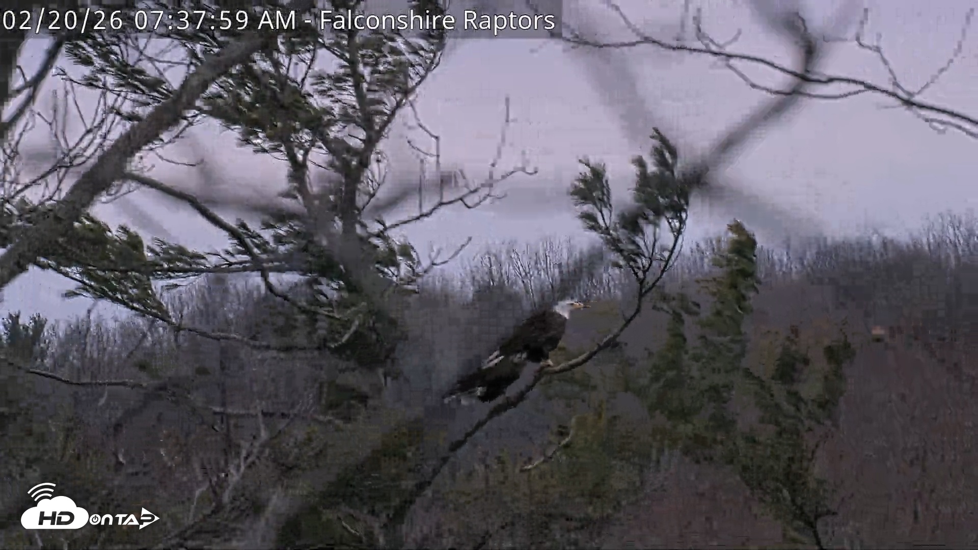 Snapshot of West Michigan Eagles Nest Live Cam taken Feb 20, 2026, 7:38am EST
