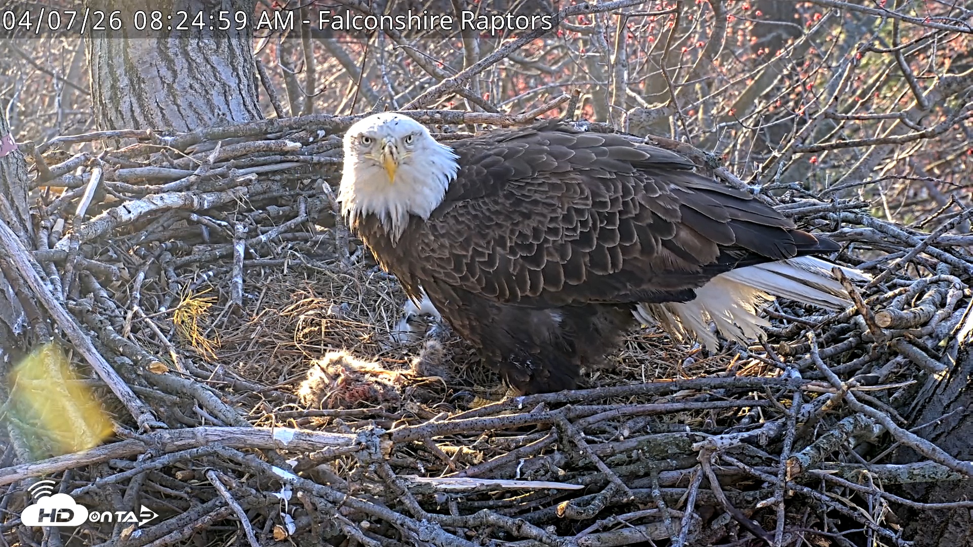 Snapshot of West Michigan Eagles Nest Live Cam taken Apr 7, 2026, 8:25am EDT