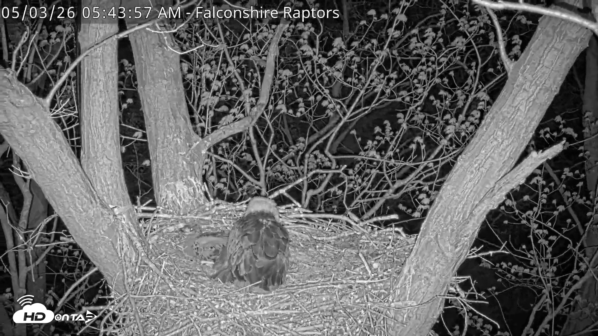 Snapshot of West Michigan Eagles Nest Live Cam taken May 3, 2026, 5:44am EDT