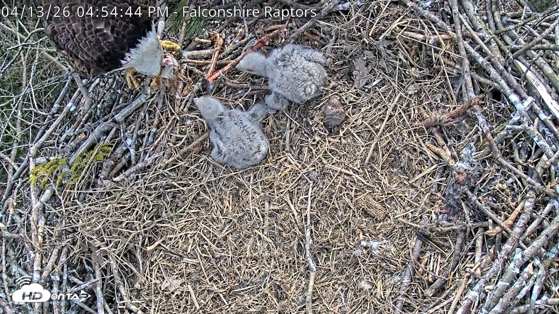 Snapshot of West Michigan Eagles Nest Live Cam taken Apr 13, 2026, 4:58pm EDT