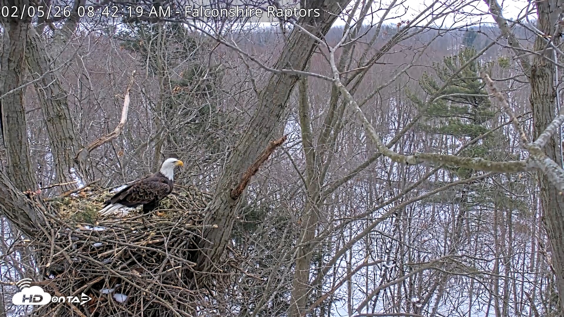 Snapshot of West Michigan Eagles Nest Live Cam taken Feb 5, 2026, 8:42am EST