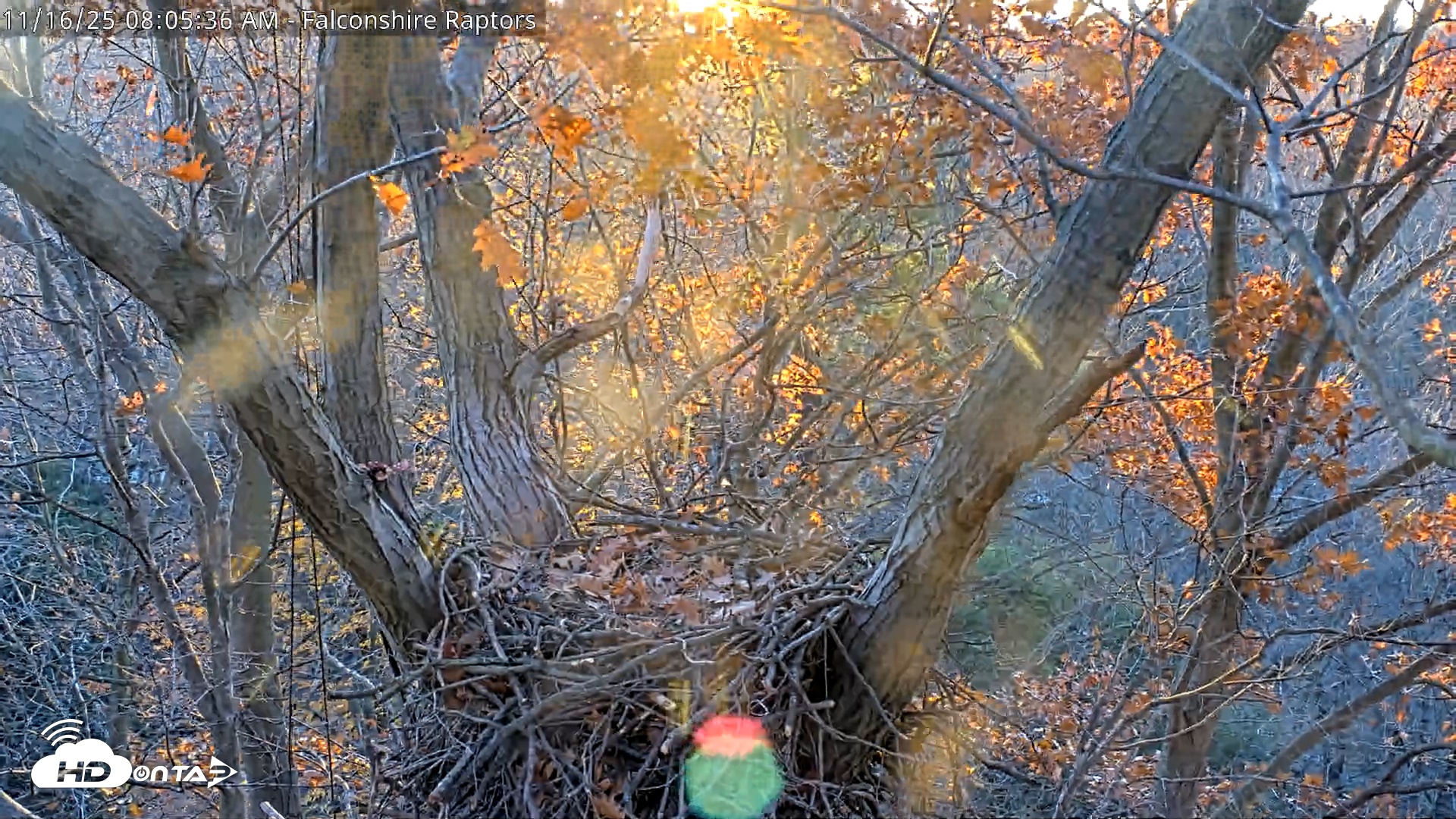 Snapshot of West Michigan Eagles Nest Live Cam taken Nov 16, 2025, 7:58am EST