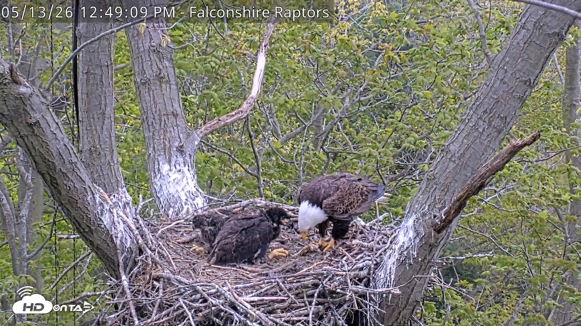 Snapshot of West Michigan Eagles Nest Live Cam taken May 13, 2026, 12:50pm EDT