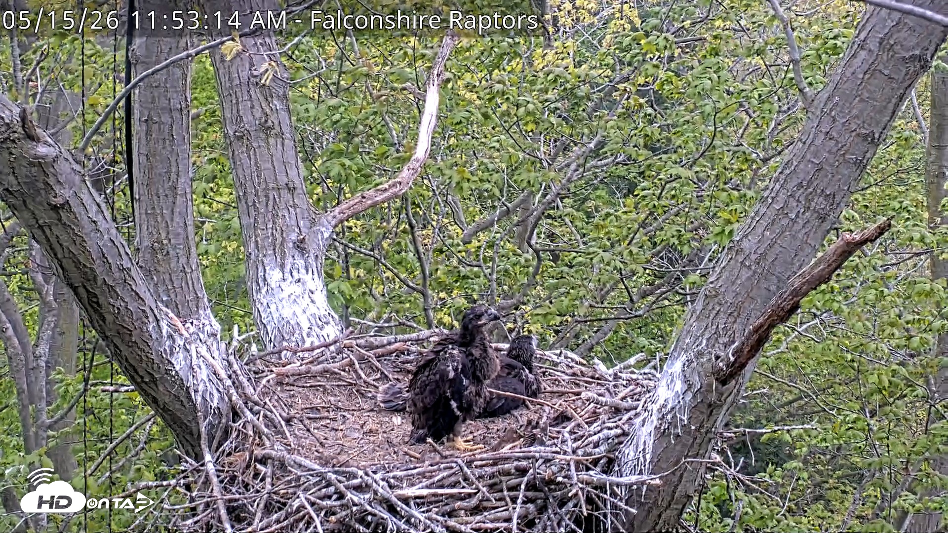Snapshot of West Michigan Eagles Nest Live Cam taken May 15, 2026, 11:54am EDT