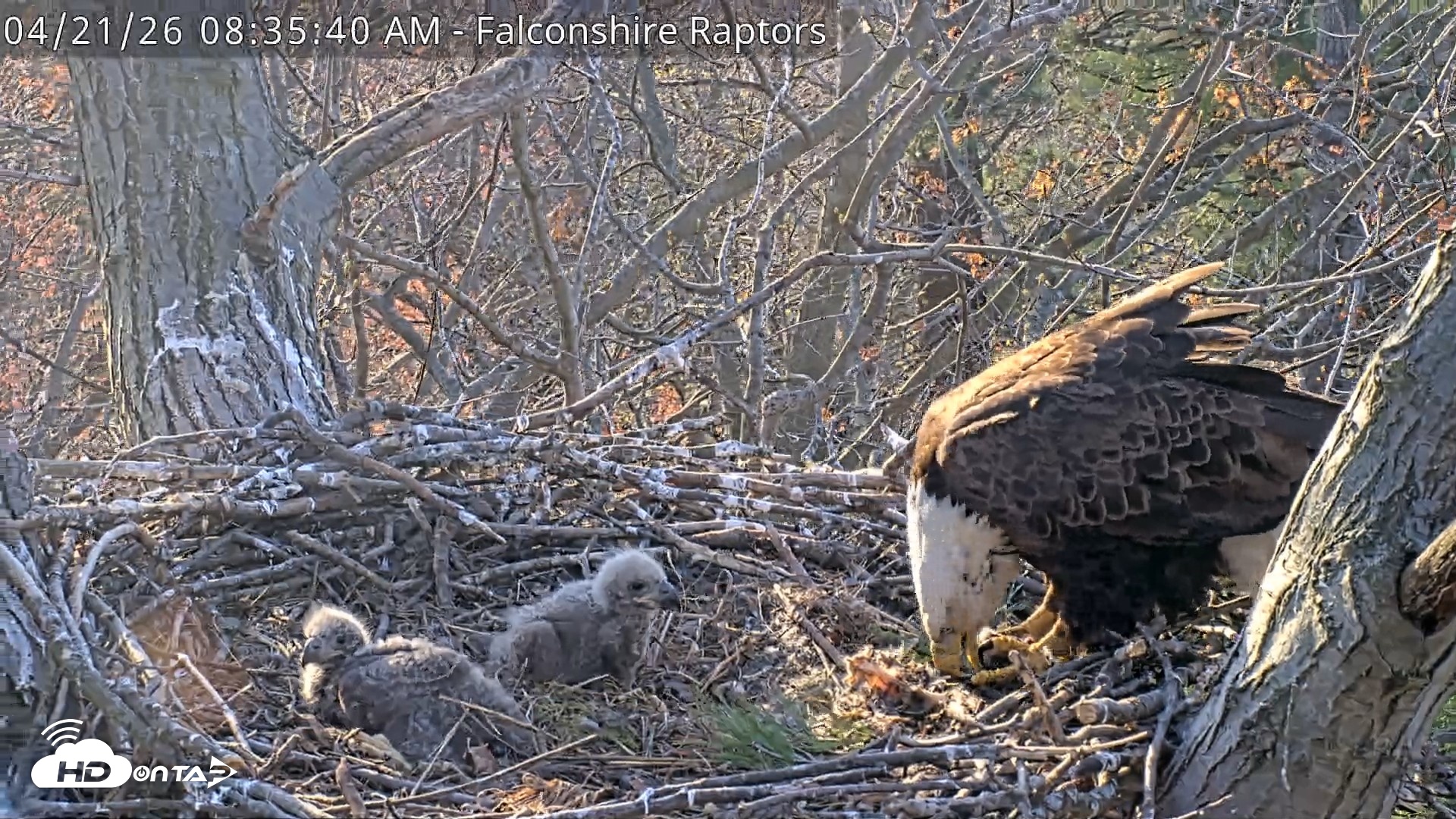 Snapshot of West Michigan Eagles Nest Live Cam taken Apr 21, 2026, 8:36am EDT
