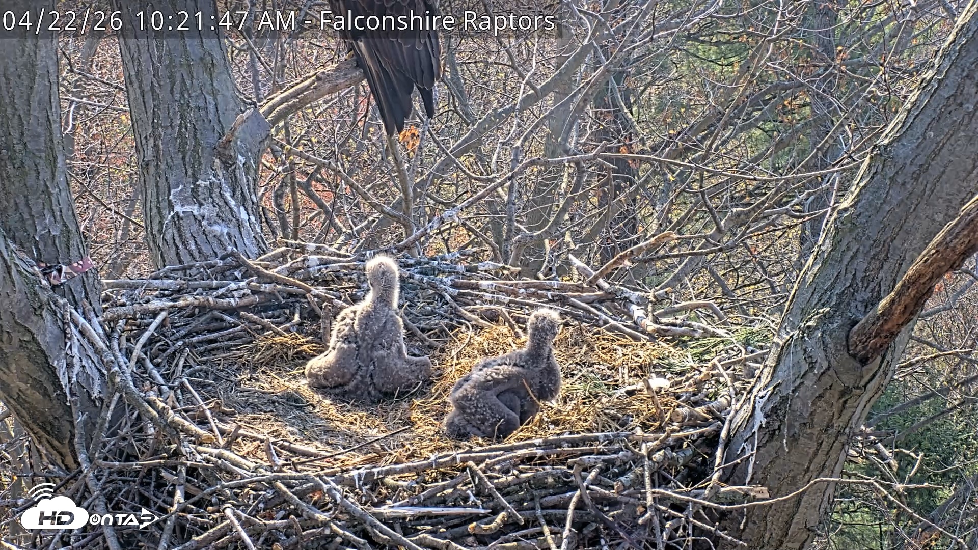 Snapshot of West Michigan Eagles Nest Live Cam taken Apr 22, 2026, 10:22am EDT