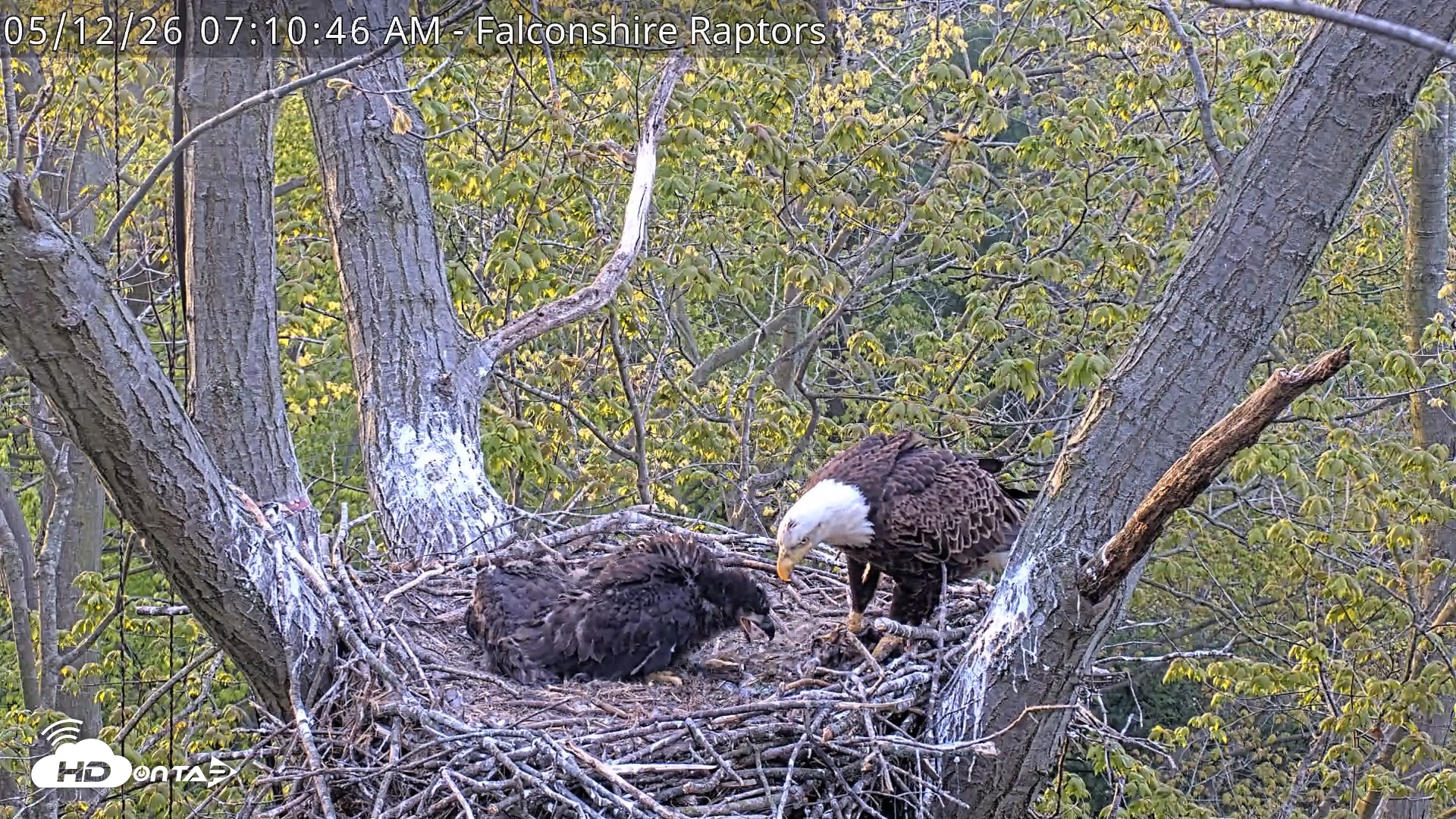 Snapshot of West Michigan Eagles Nest Live Cam taken May 12, 2026, 7:11am EDT