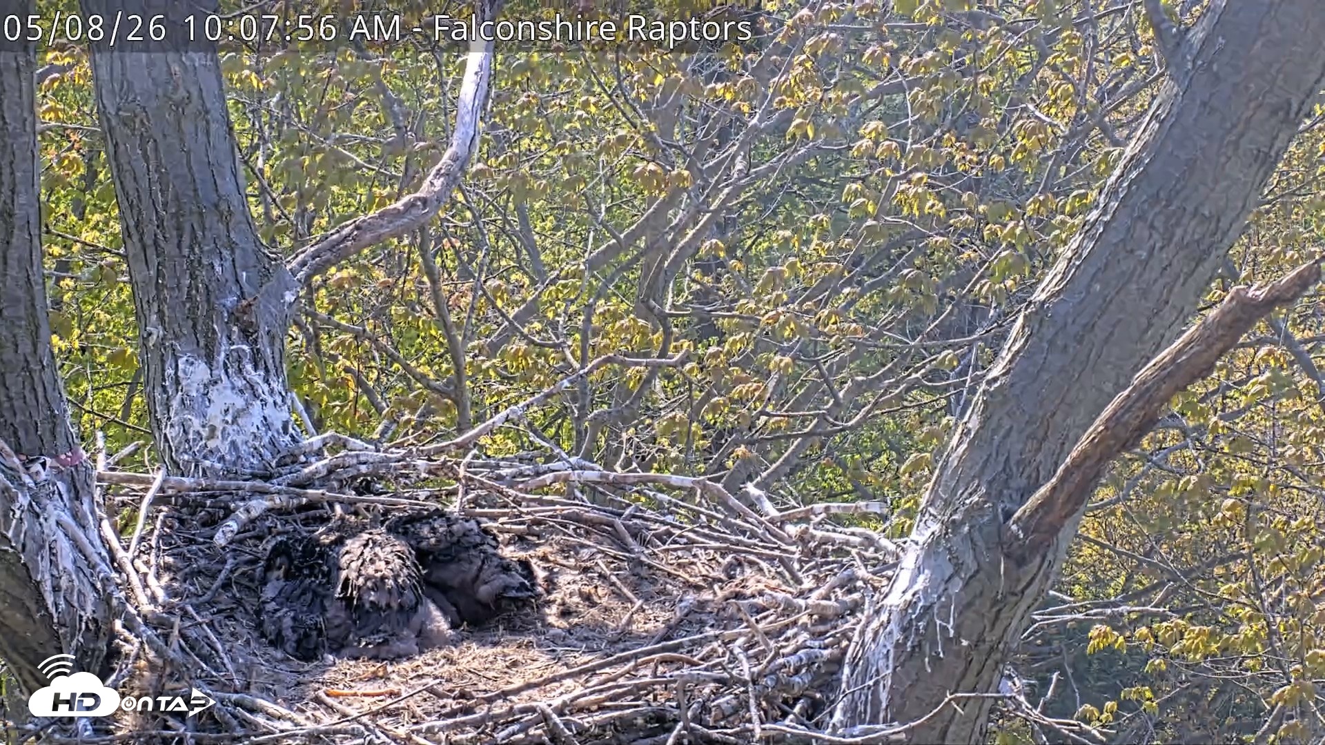 Snapshot of West Michigan Eagles Nest Live Cam taken May 8, 2026, 10:08am EDT