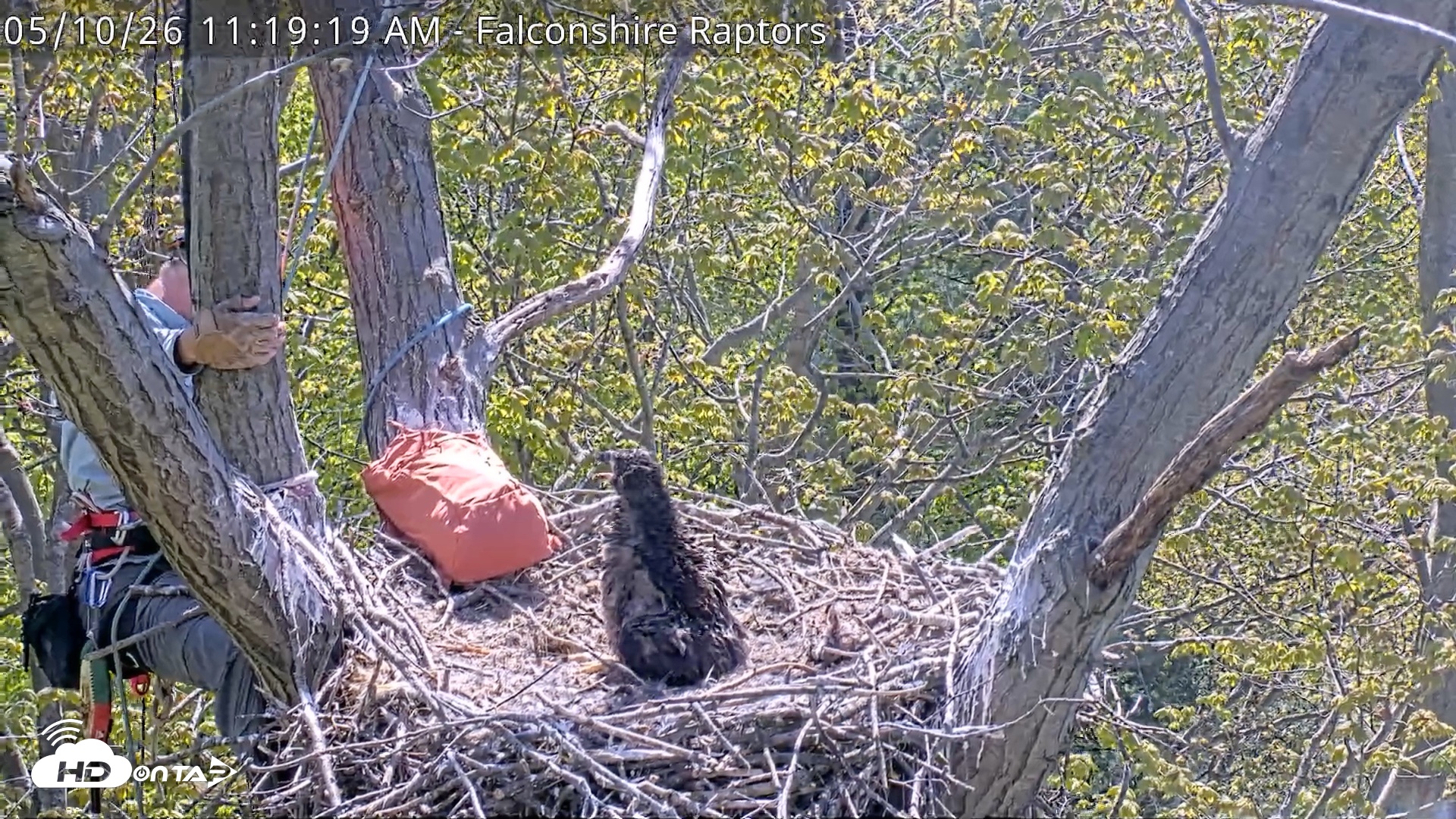 Snapshot of West Michigan Eagles Nest Live Cam taken May 10, 2026, 11:20am EDT