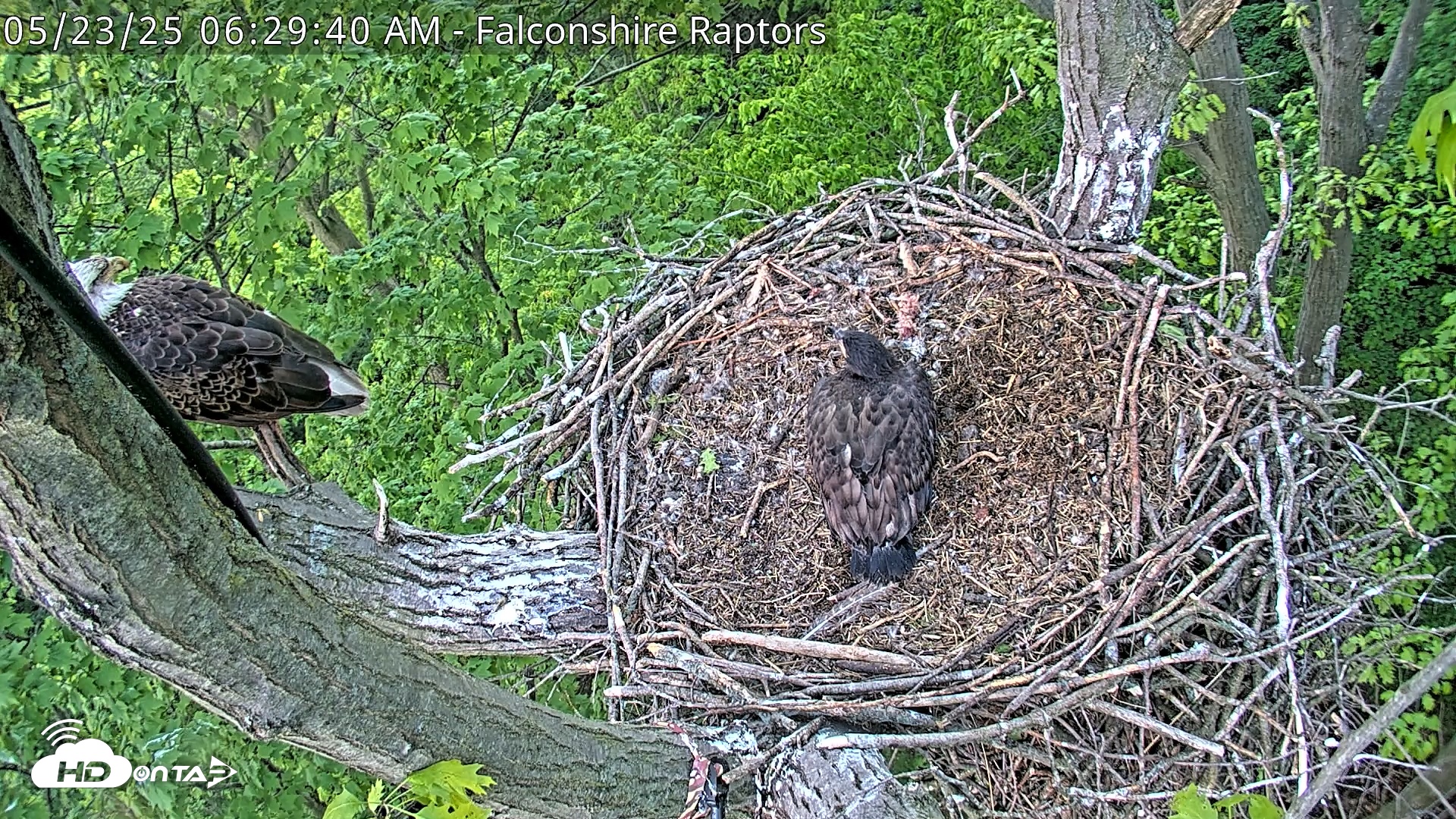 Snapshot of West Michigan Eagles Nest Live Cam taken May 23, 2025, 6:30am EDT