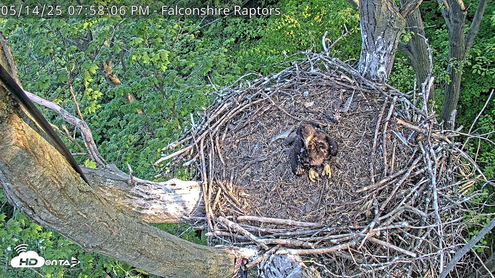 Snapshot of West Michigan Eagles Nest Live Cam taken May 14, 2025, 7:58pm EDT