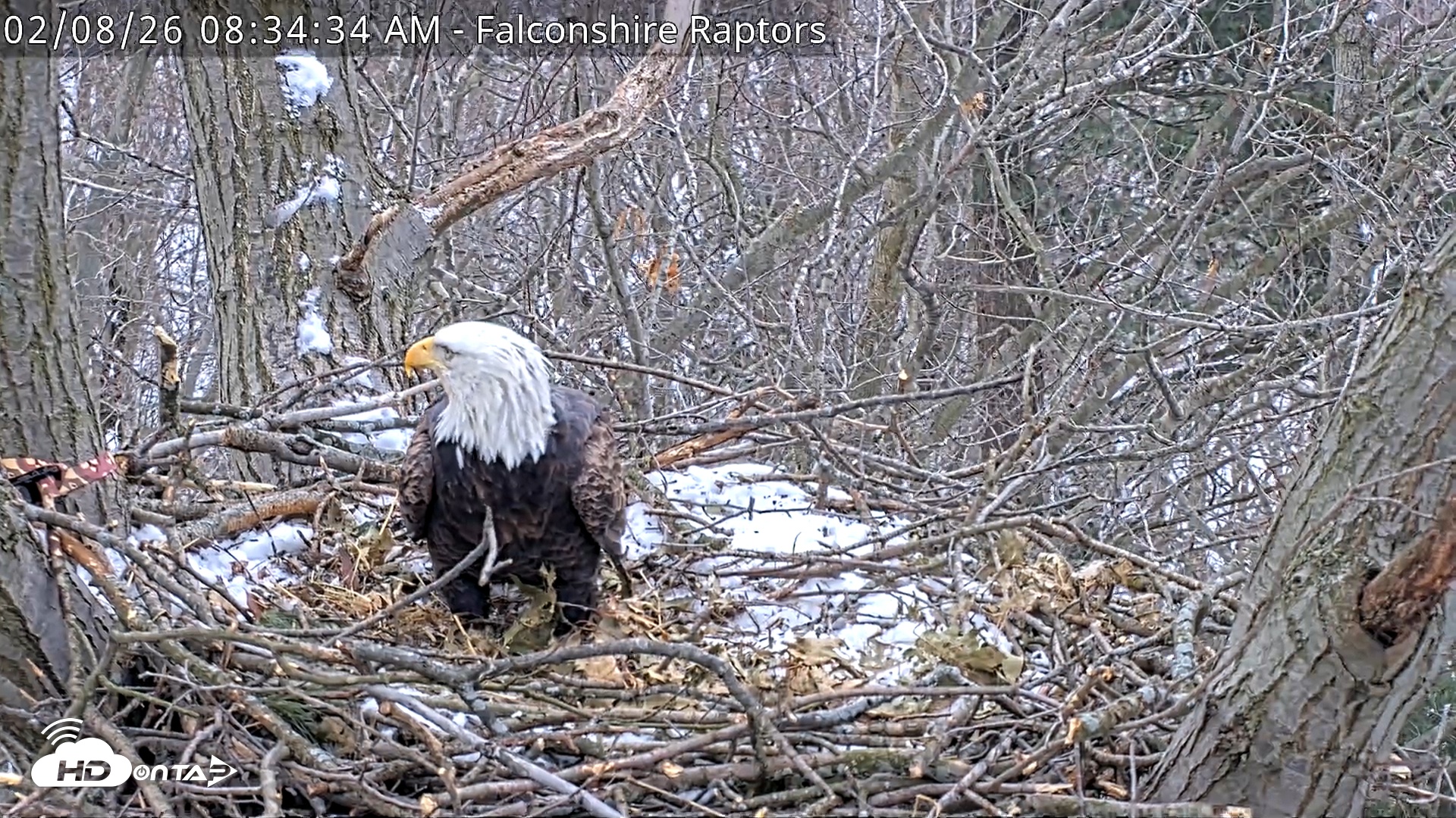 Snapshot of West Michigan Eagles Nest Live Cam taken Feb 8, 2026, 8:35am EST