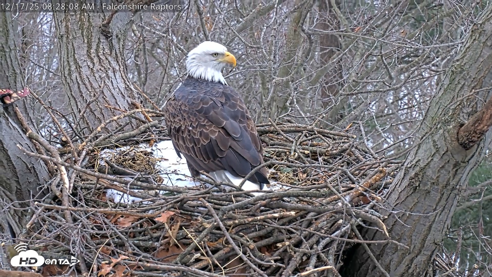Snapshot of West Michigan Eagles Nest Live Cam taken Dec 17, 2025, 8:28am EST