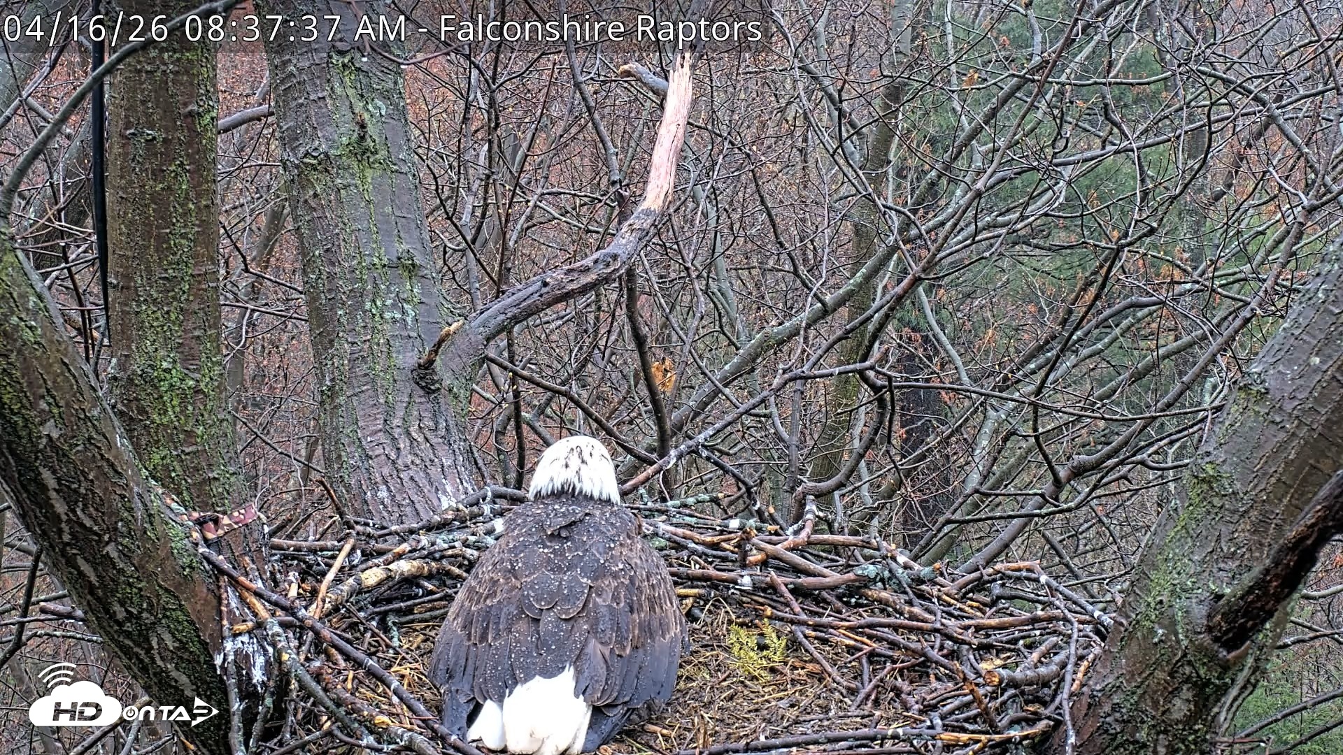 Snapshot of West Michigan Eagles Nest Live Cam taken Apr 16, 2026, 8:38am EDT