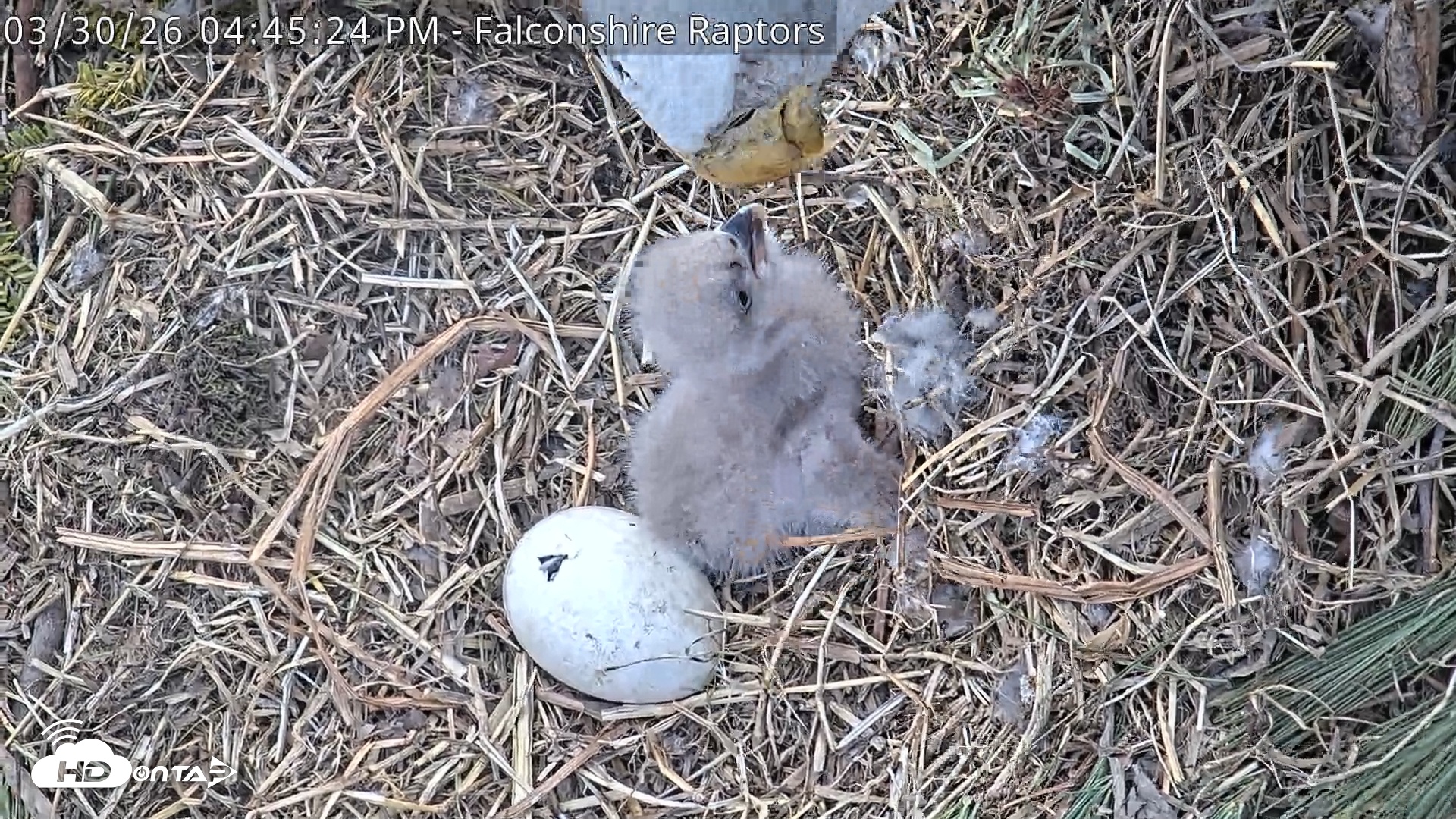 Snapshot of West Michigan Eagles Nest Live Cam taken Mar 30, 2026, 4:46pm EDT
