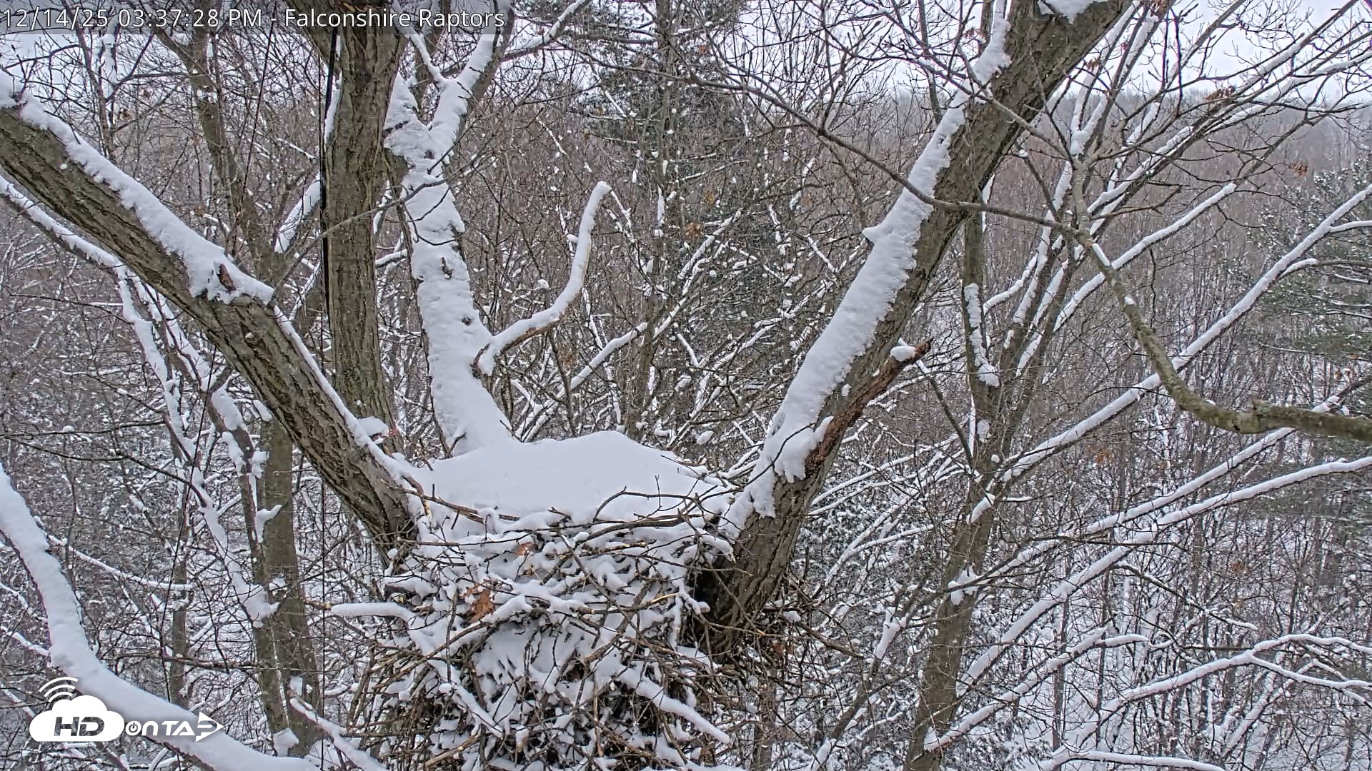 Snapshot of West Michigan Eagles Nest Live Cam taken Dec 14, 2025, 3:38pm EST