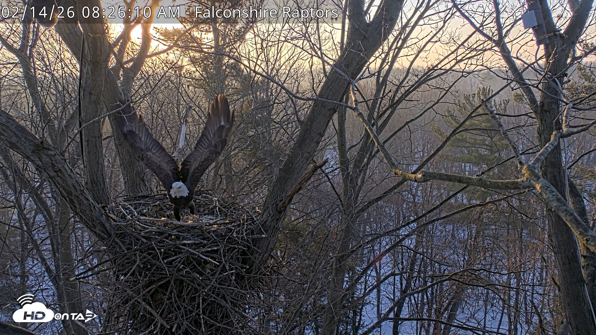 Snapshot of West Michigan Eagles Nest Live Cam taken Feb 14, 2026, 8:26am EST