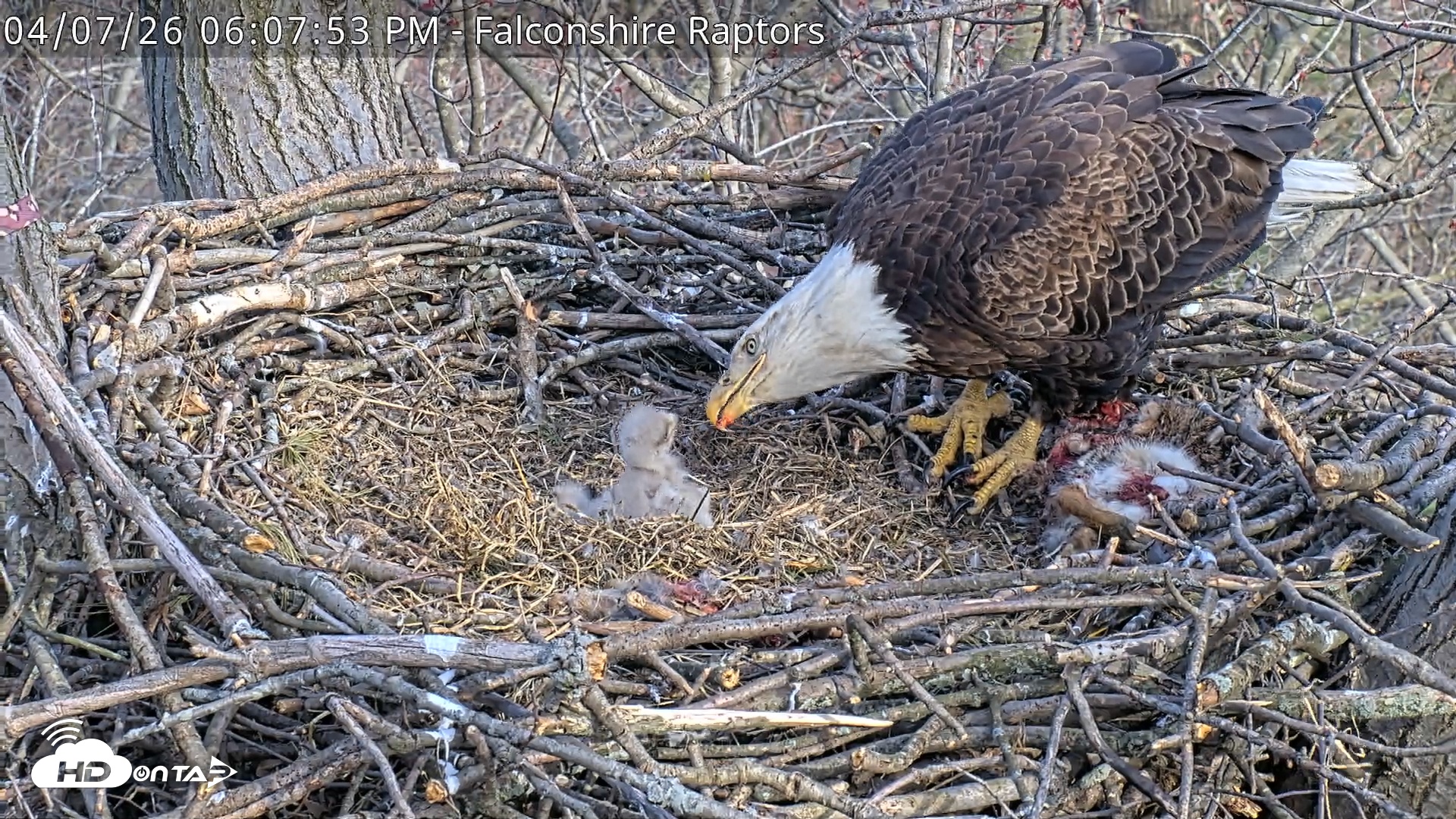 Snapshot of West Michigan Eagles Nest Live Cam taken Apr 7, 2026, 6:08pm EDT