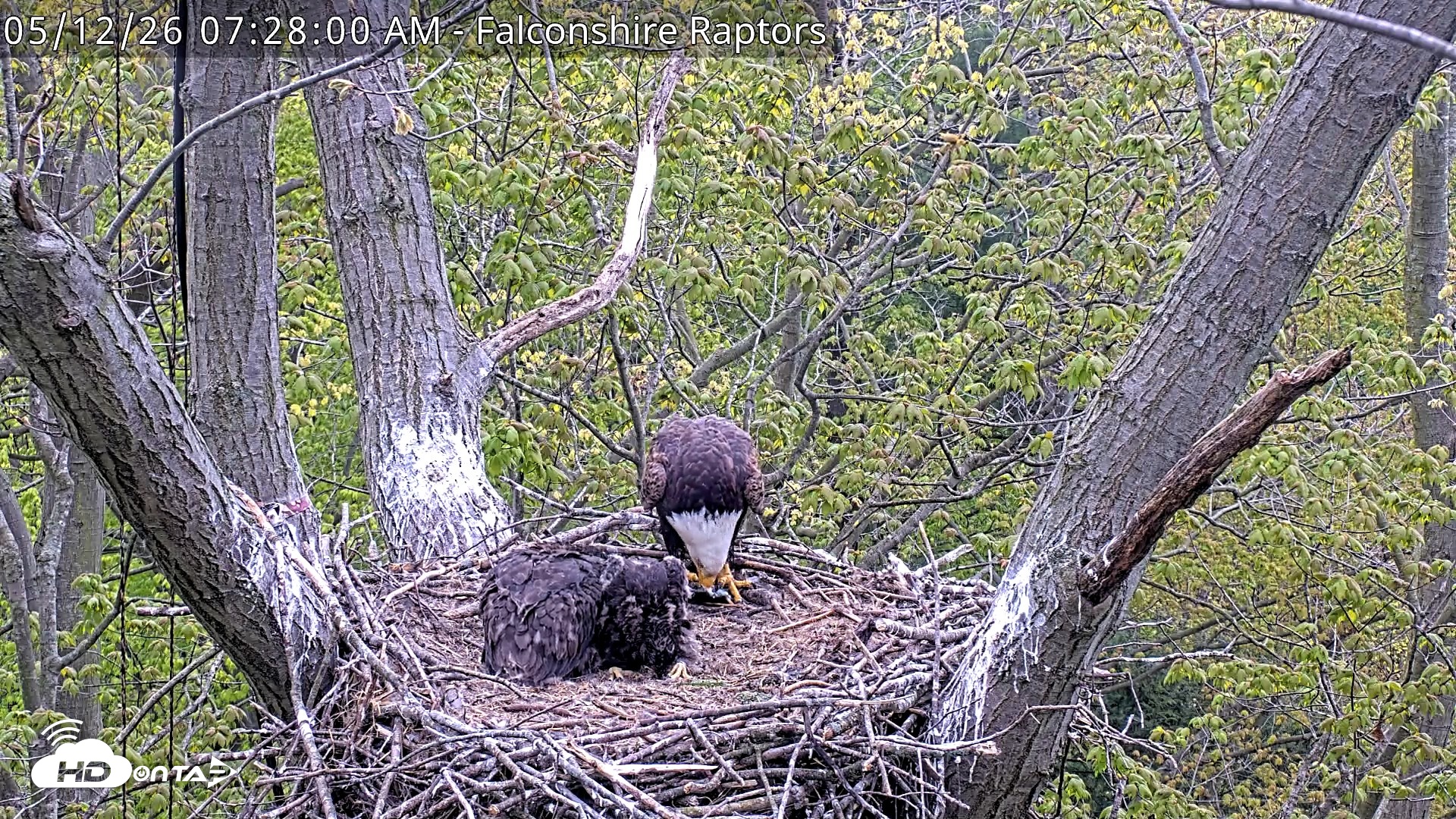 Snapshot of West Michigan Eagles Nest Live Cam taken May 12, 2026, 7:29am EDT