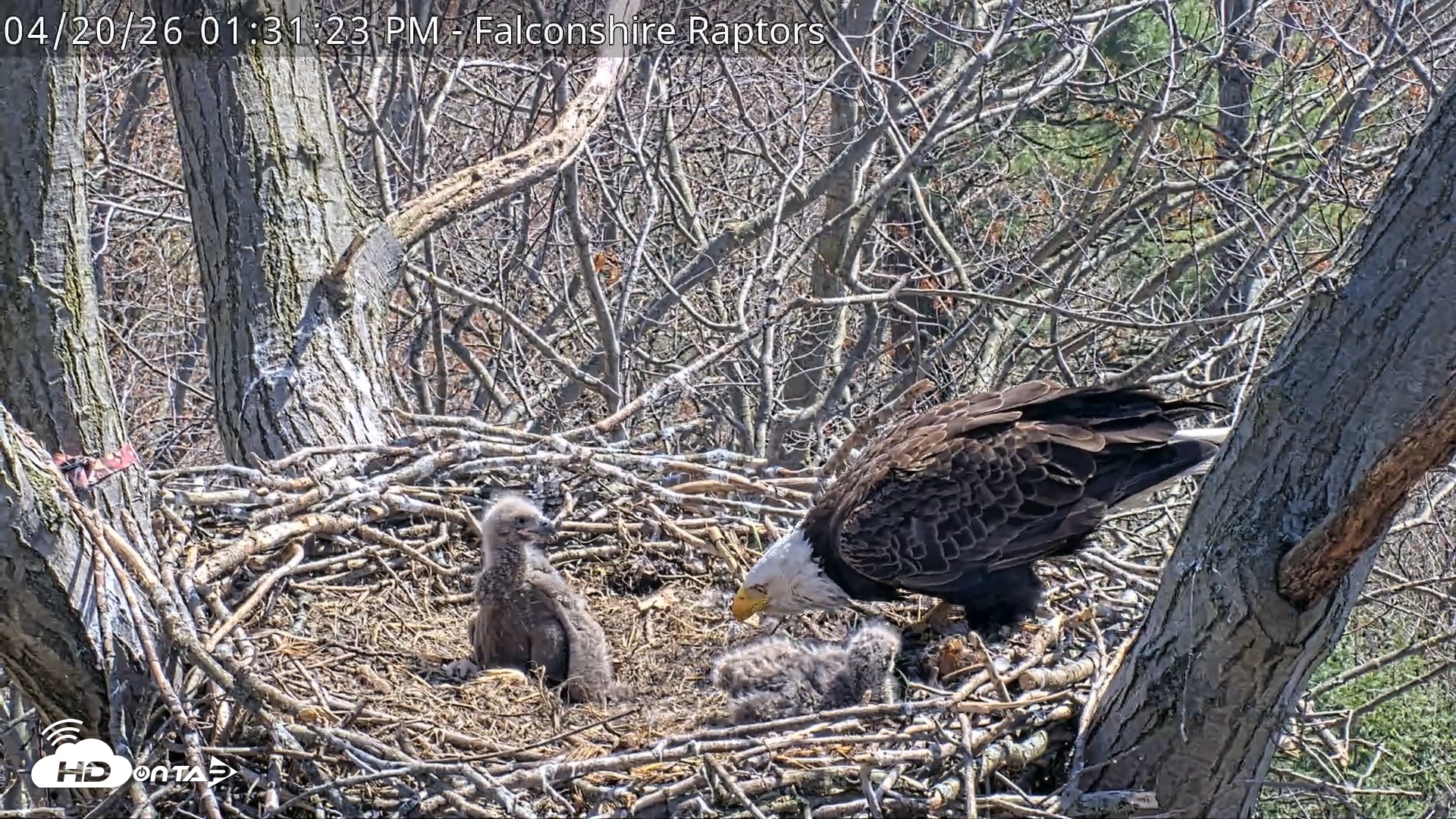 Snapshot of West Michigan Eagles Nest Live Cam taken Apr 20, 2026, 1:32pm EDT