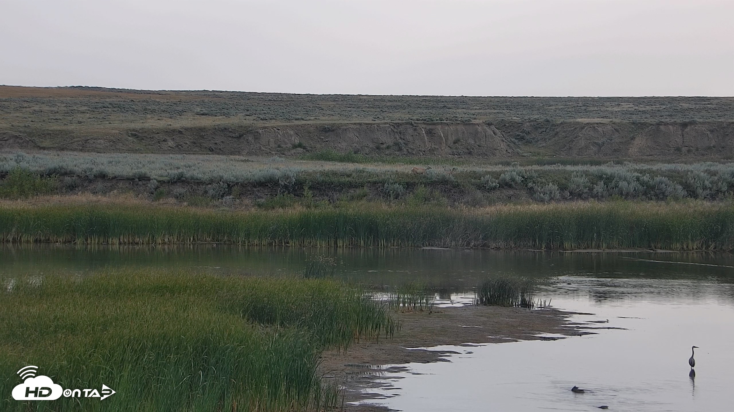 Snapshot of American Prairie Montana Bison Live Cam taken Aug 18, 2026, 8:41am MDT