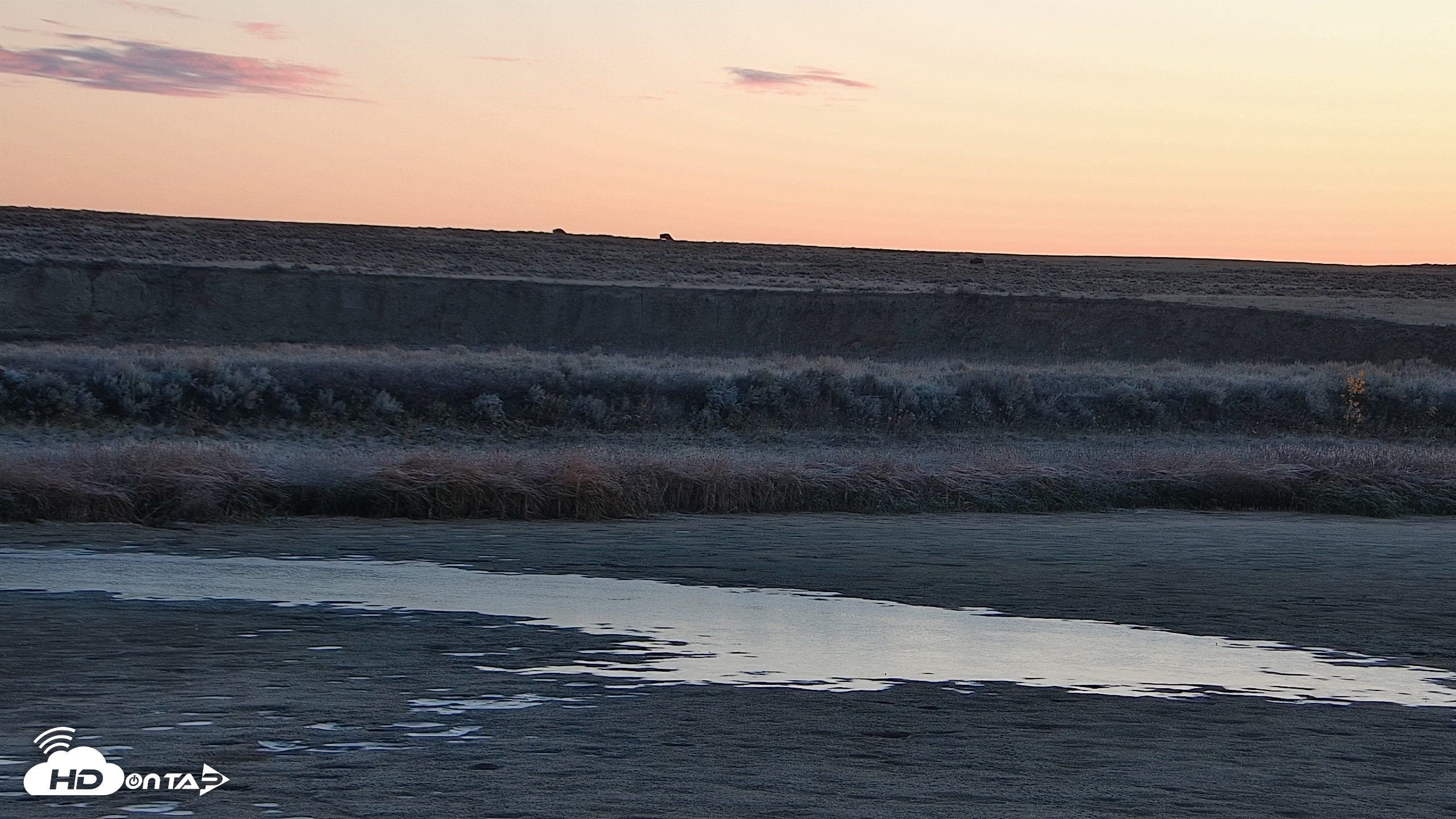 Snapshot of American Prairie Montana Bison Live Cam taken Oct 25, 2026, 7:40am MDT