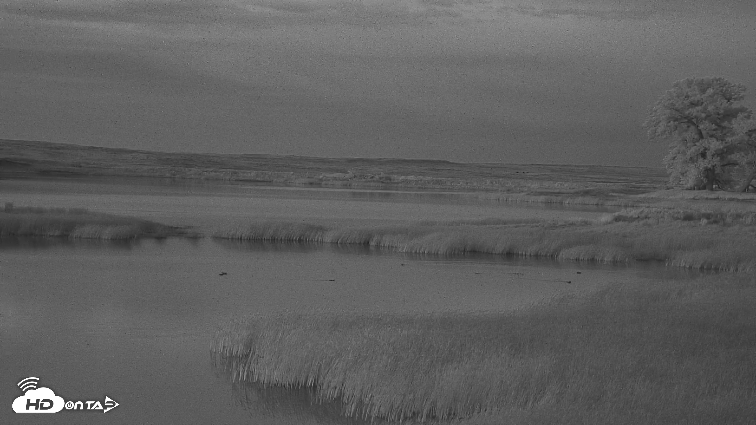 Snapshot of American Prairie Montana Bison Live Cam taken Jun 1, 2025, 9:30pm MDT