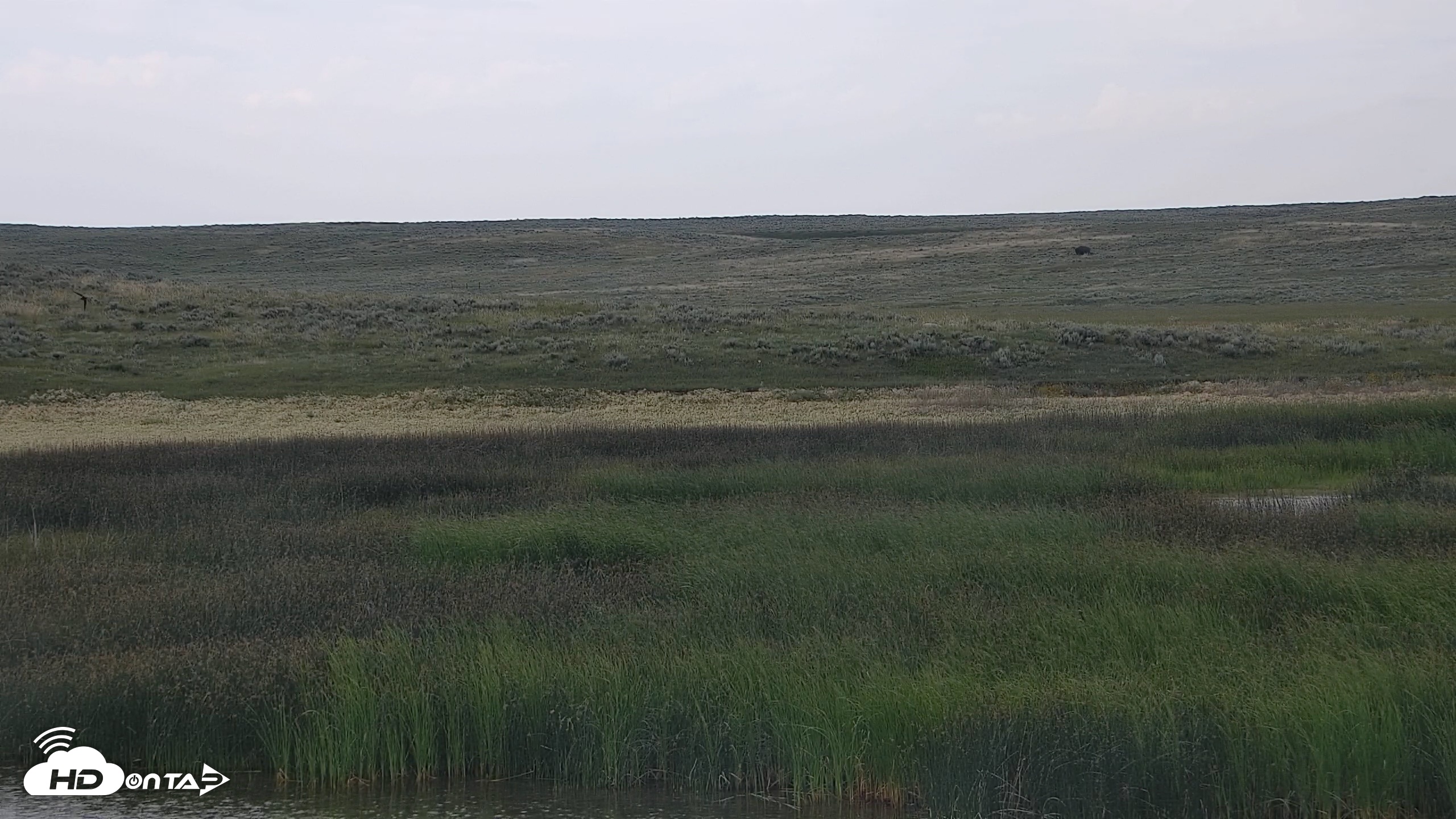 Snapshot of American Prairie Montana Bison Live Cam taken Jul 15, 2026, 4:22pm MDT