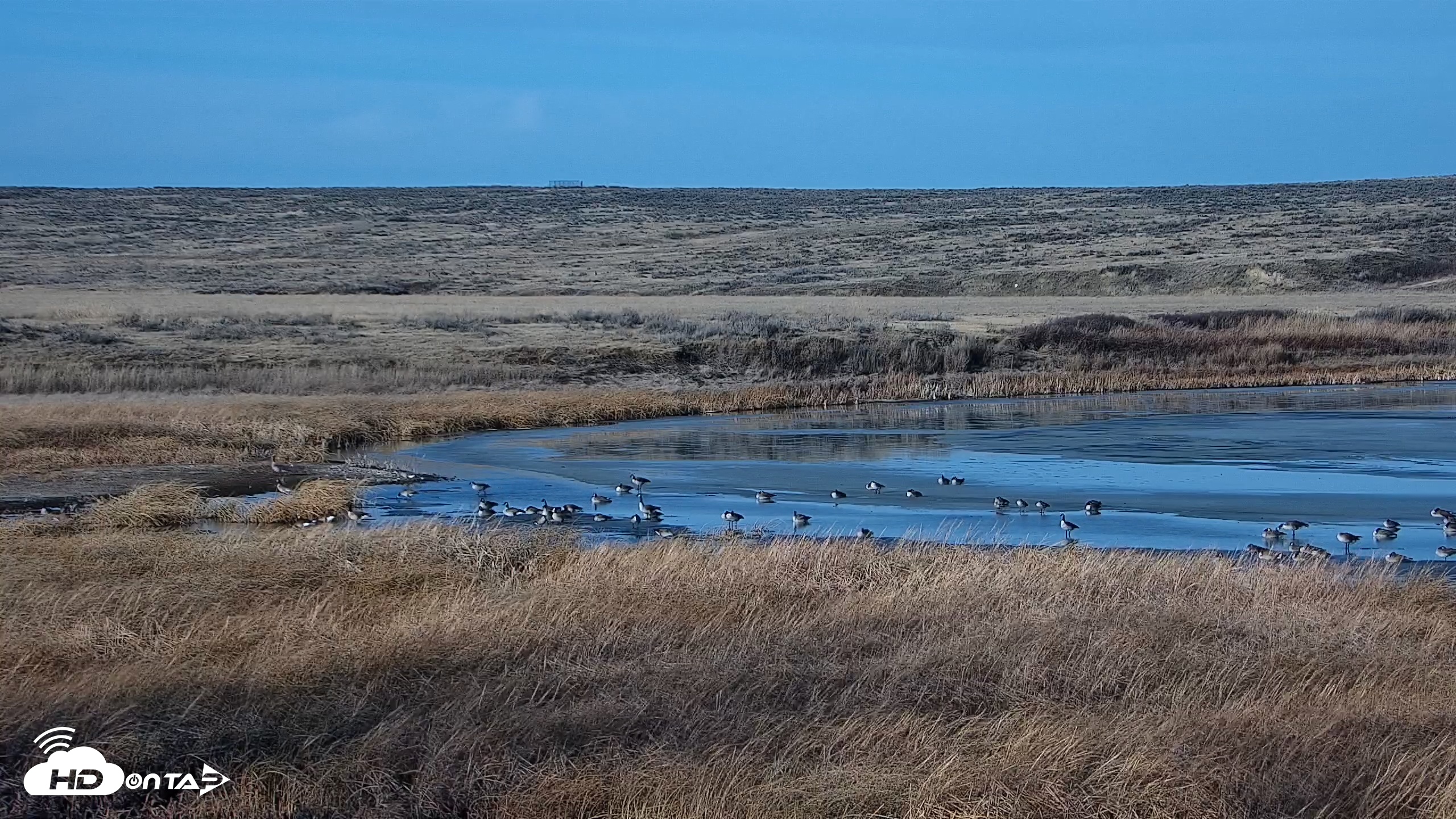 Snapshot of American Prairie Montana Bison Live Cam taken Feb 7, 2026, 3:26pm MST